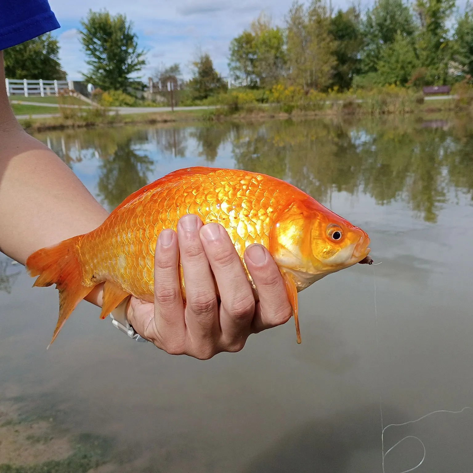 Goldfish caught on Fishbrain