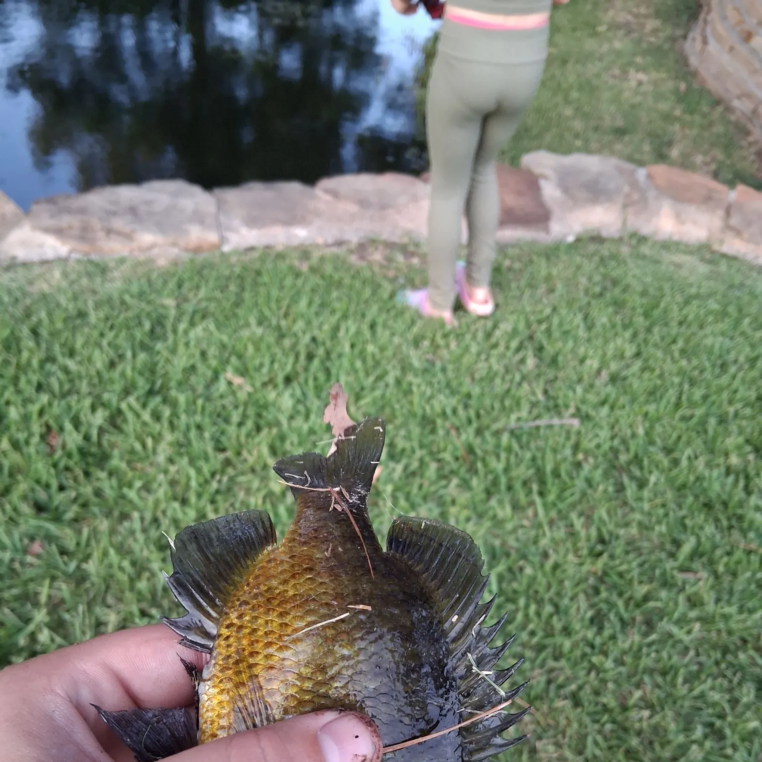 Bluegill caught on Fishbrain