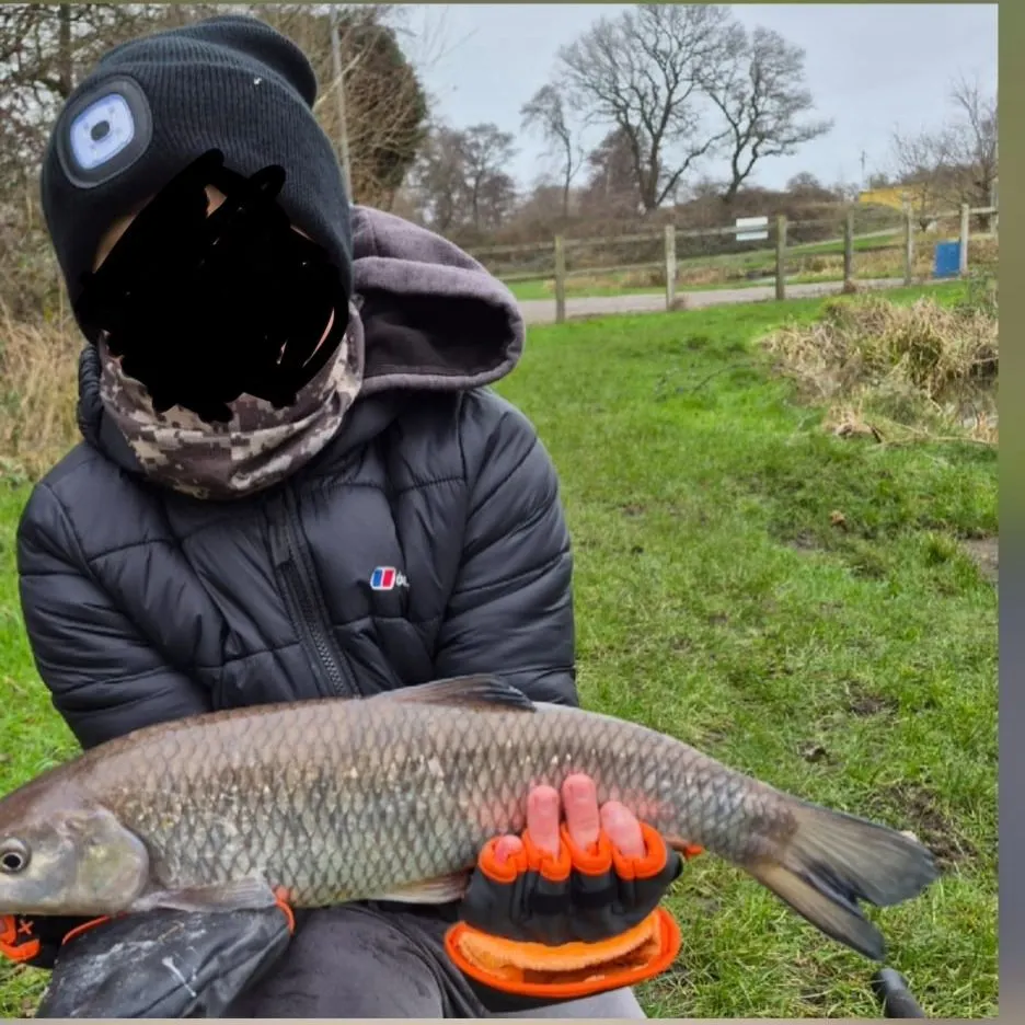 The most recent European chub catches on Fishbrain