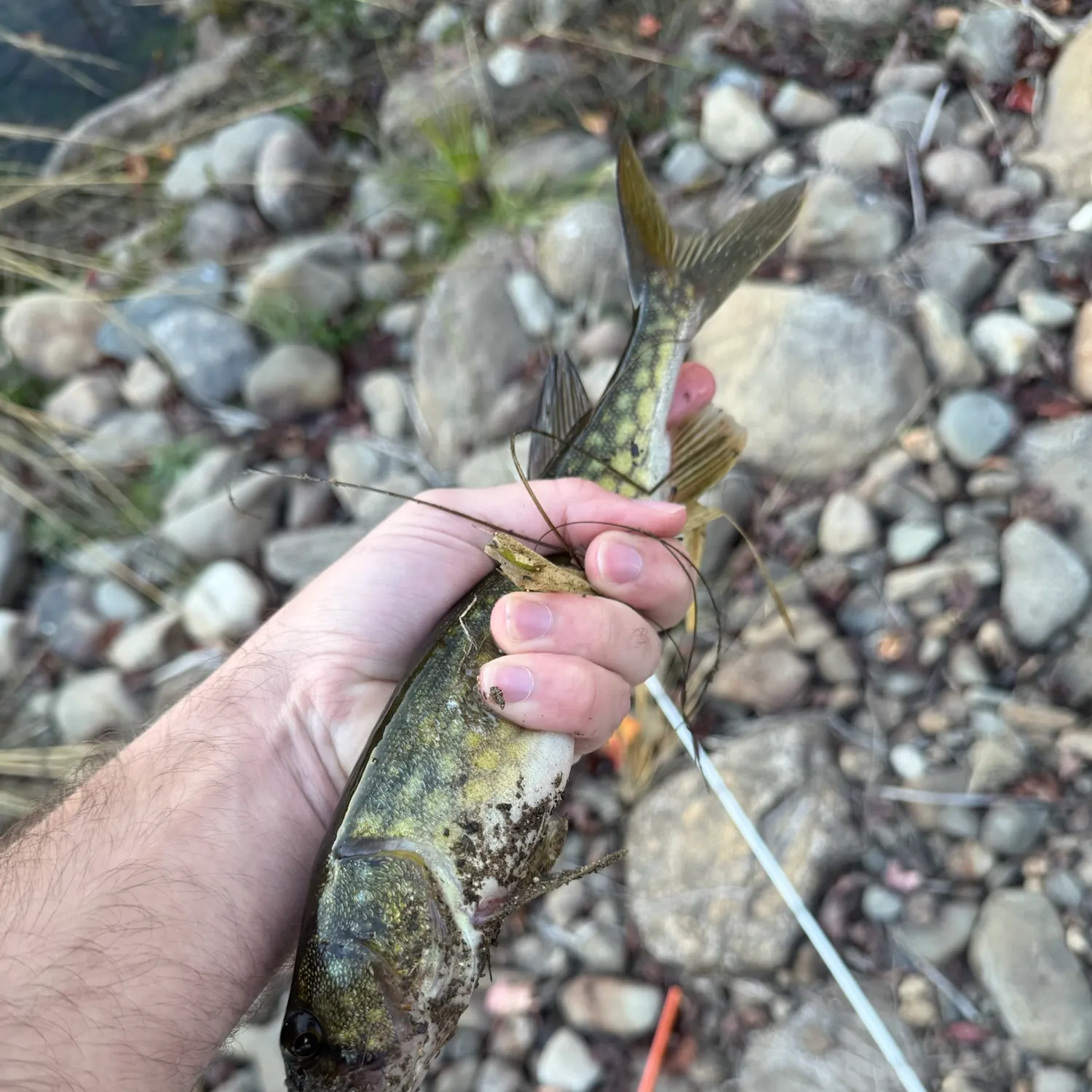 Chain pickerel caught on Fishbrain