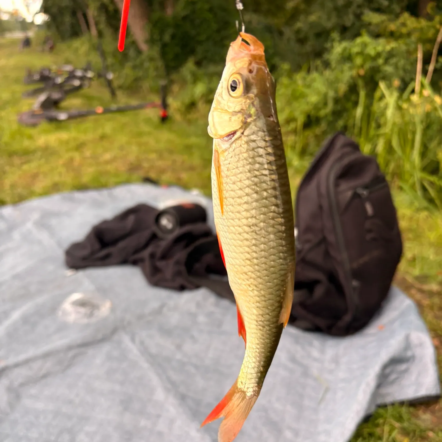 Common roach caught on Fishbrain