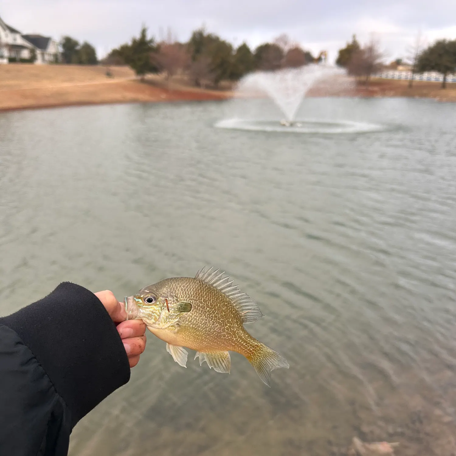 The most recent Longear sunfish catches on Fishbrain