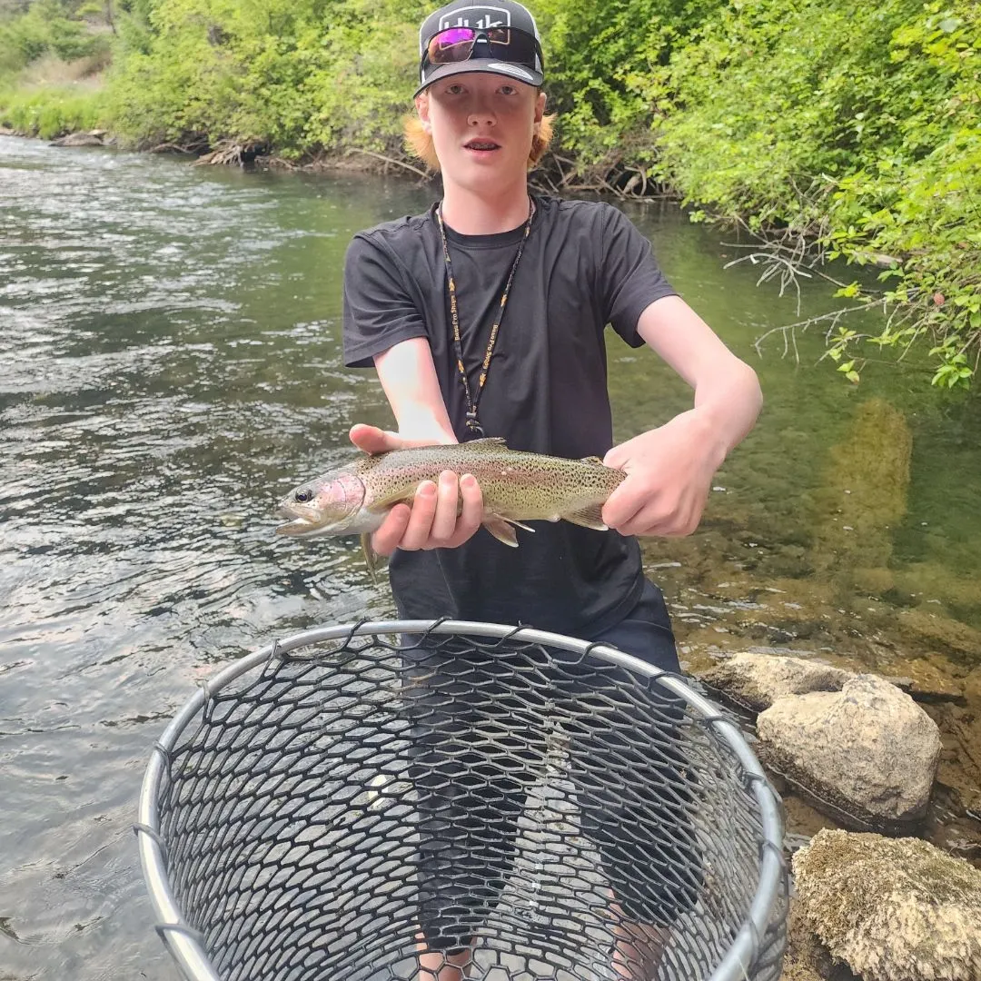 The most recent Rainbow trout catches on Fishbrain