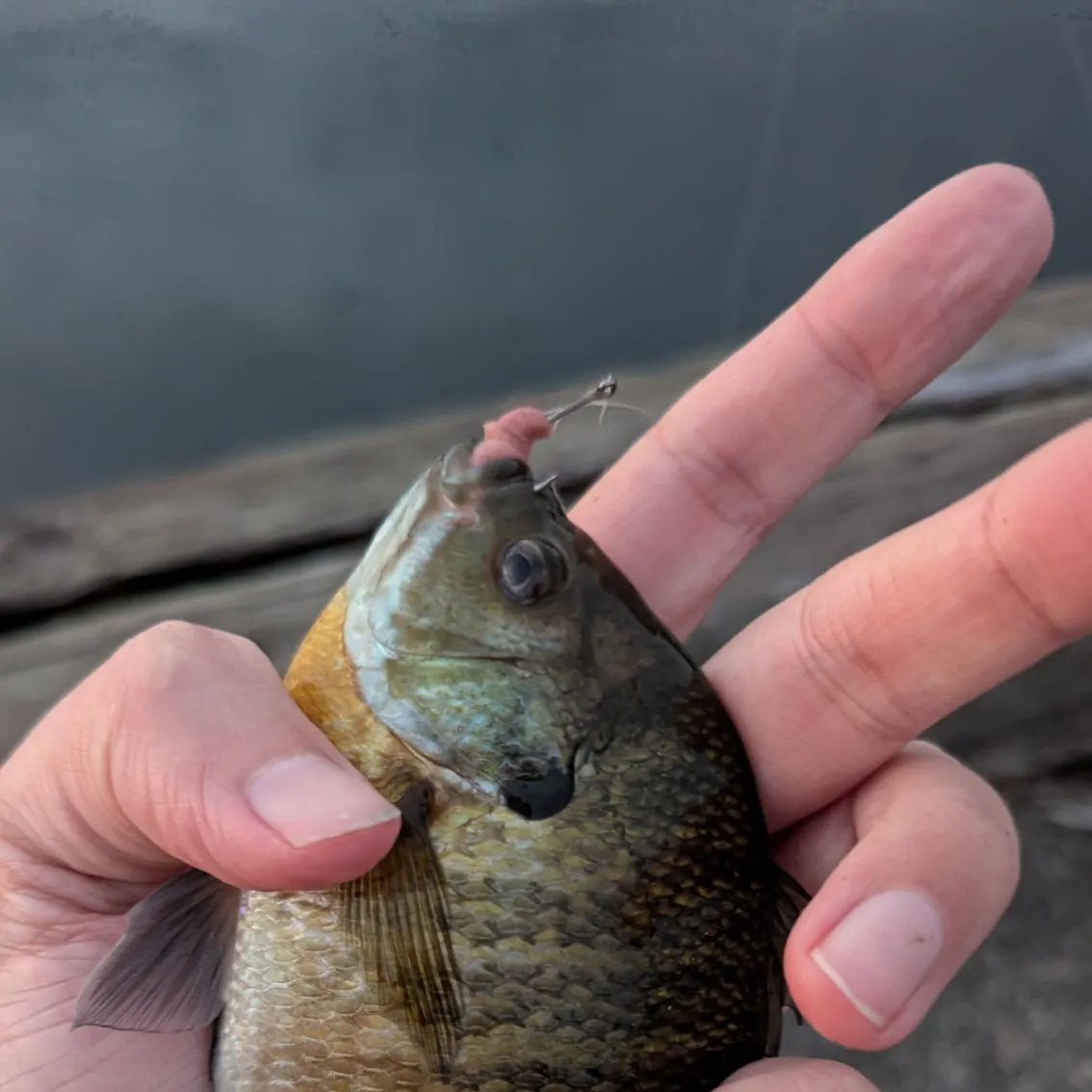 Yellow perch caught on Fishbrain