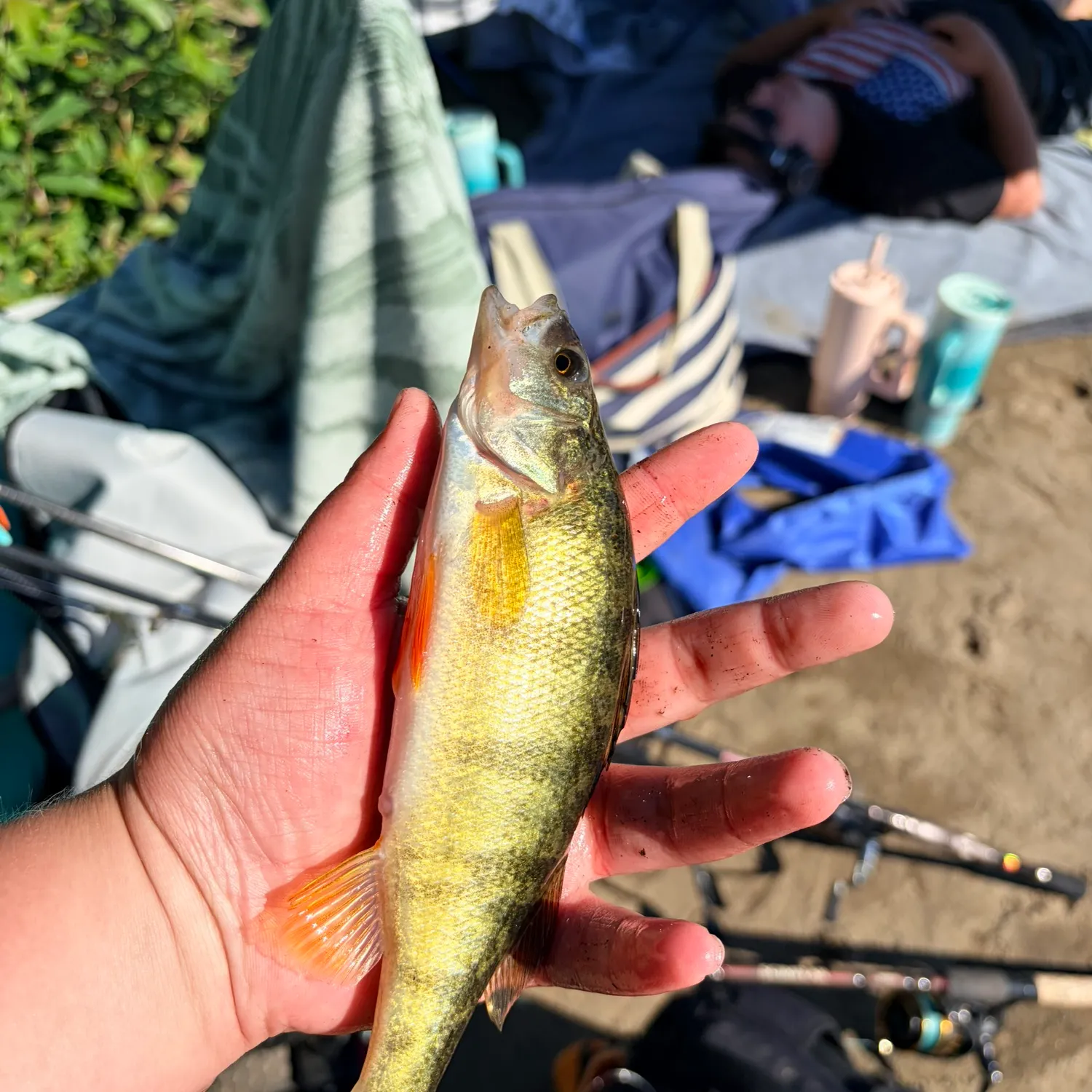 catch