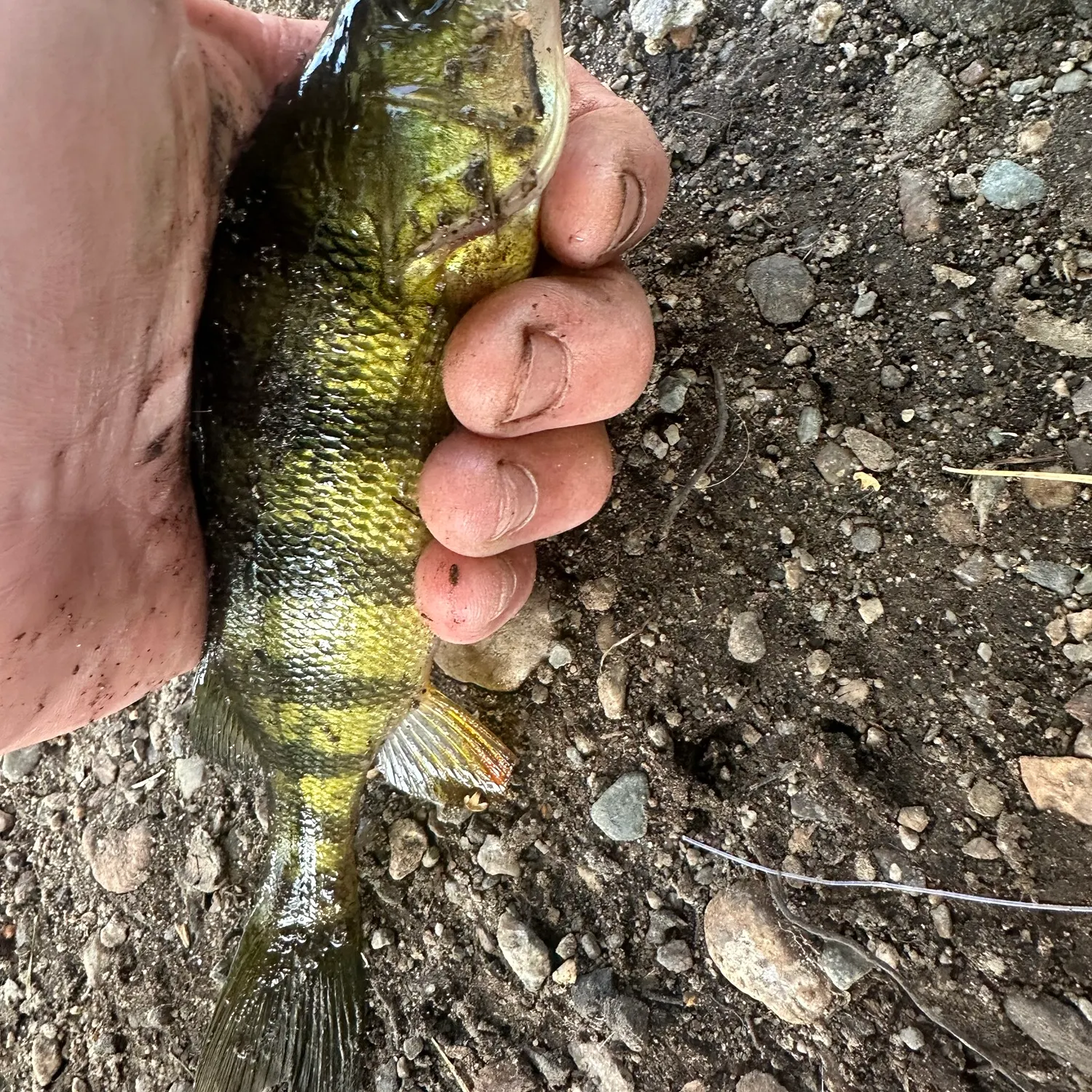 Yellow perch caught on Fishbrain