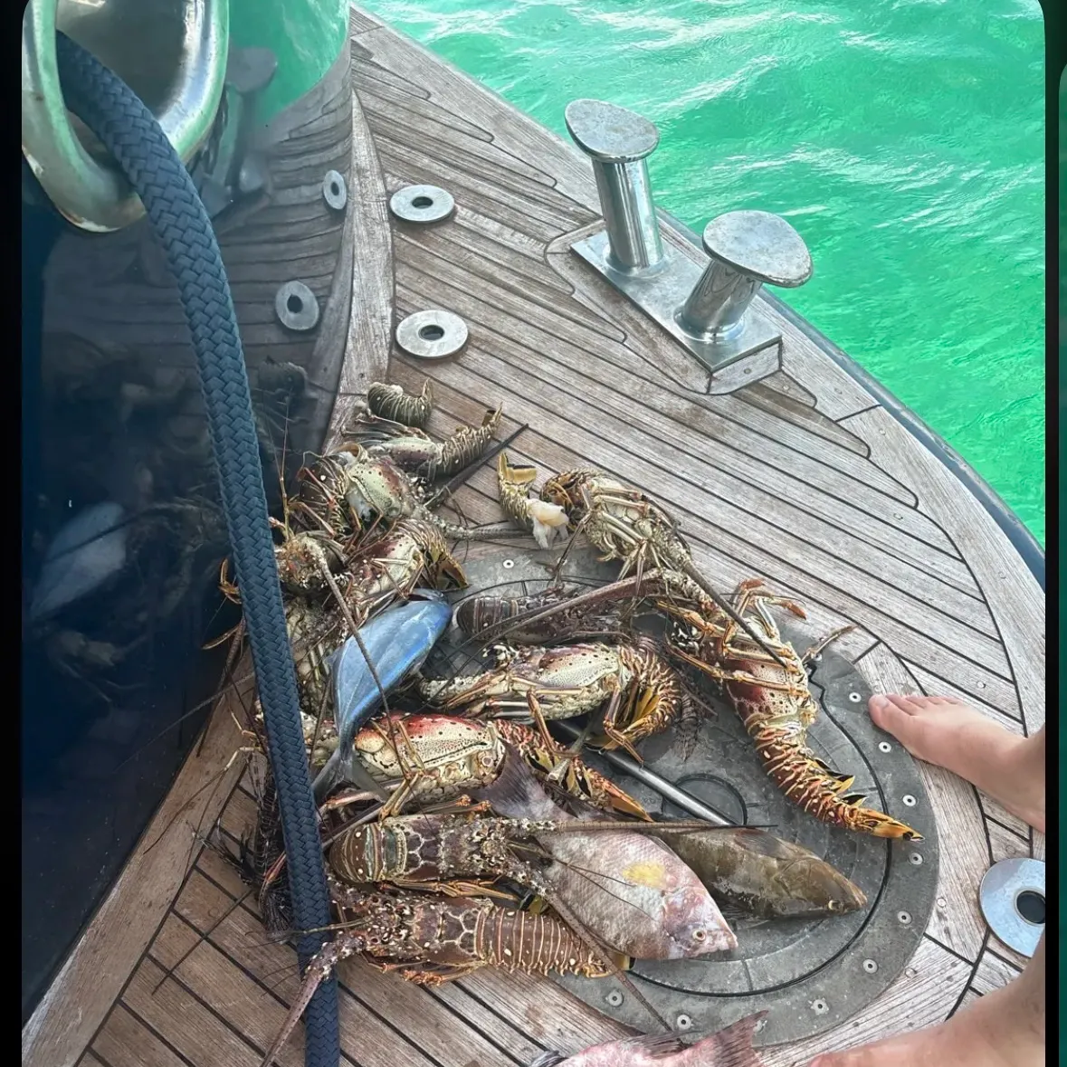 The most recent Hogfish catches on Fishbrain