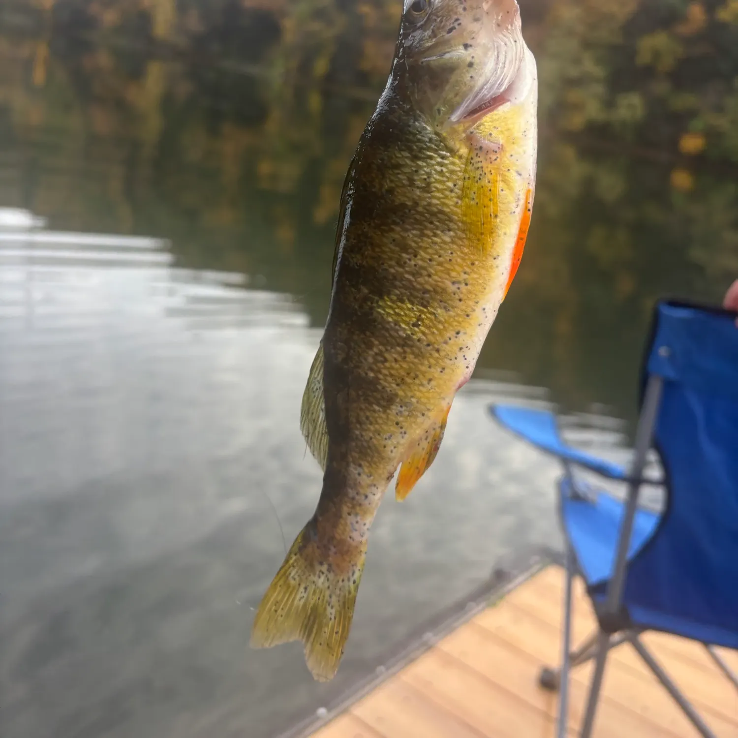 Yellow perch caught on Fishbrain