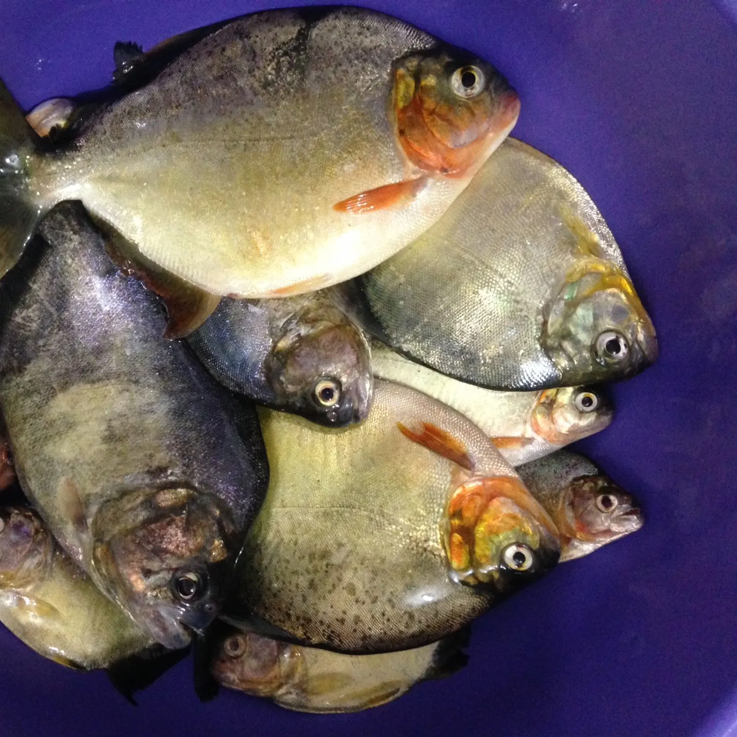 recently logged catches