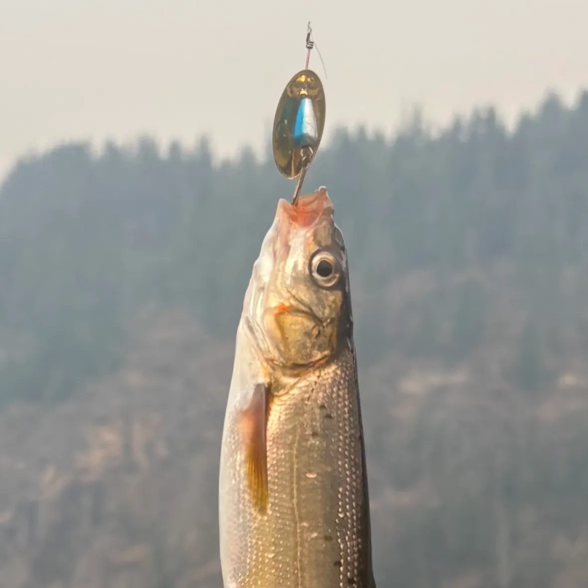 The most recent Peamouth catches on Fishbrain