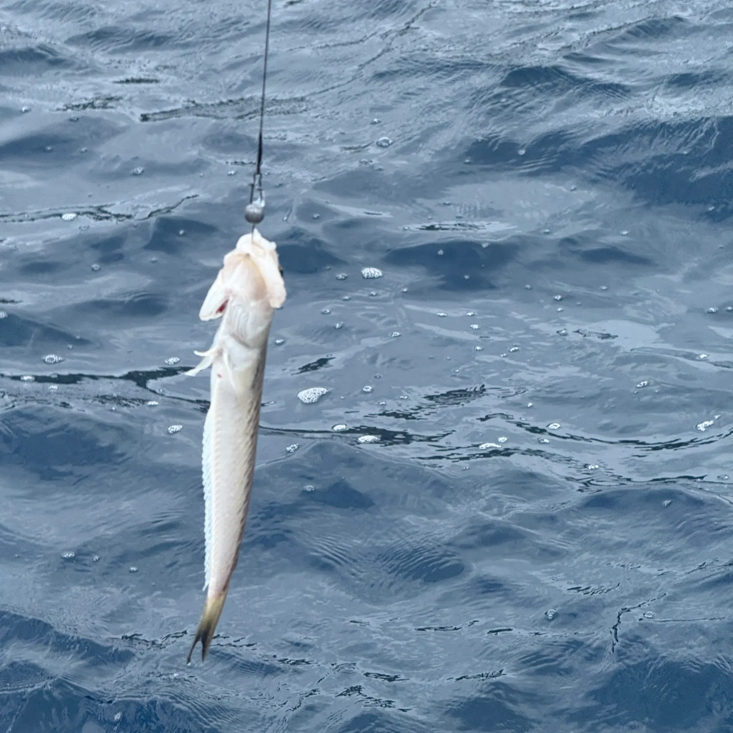 The most recent Greater weever catches on Fishbrain