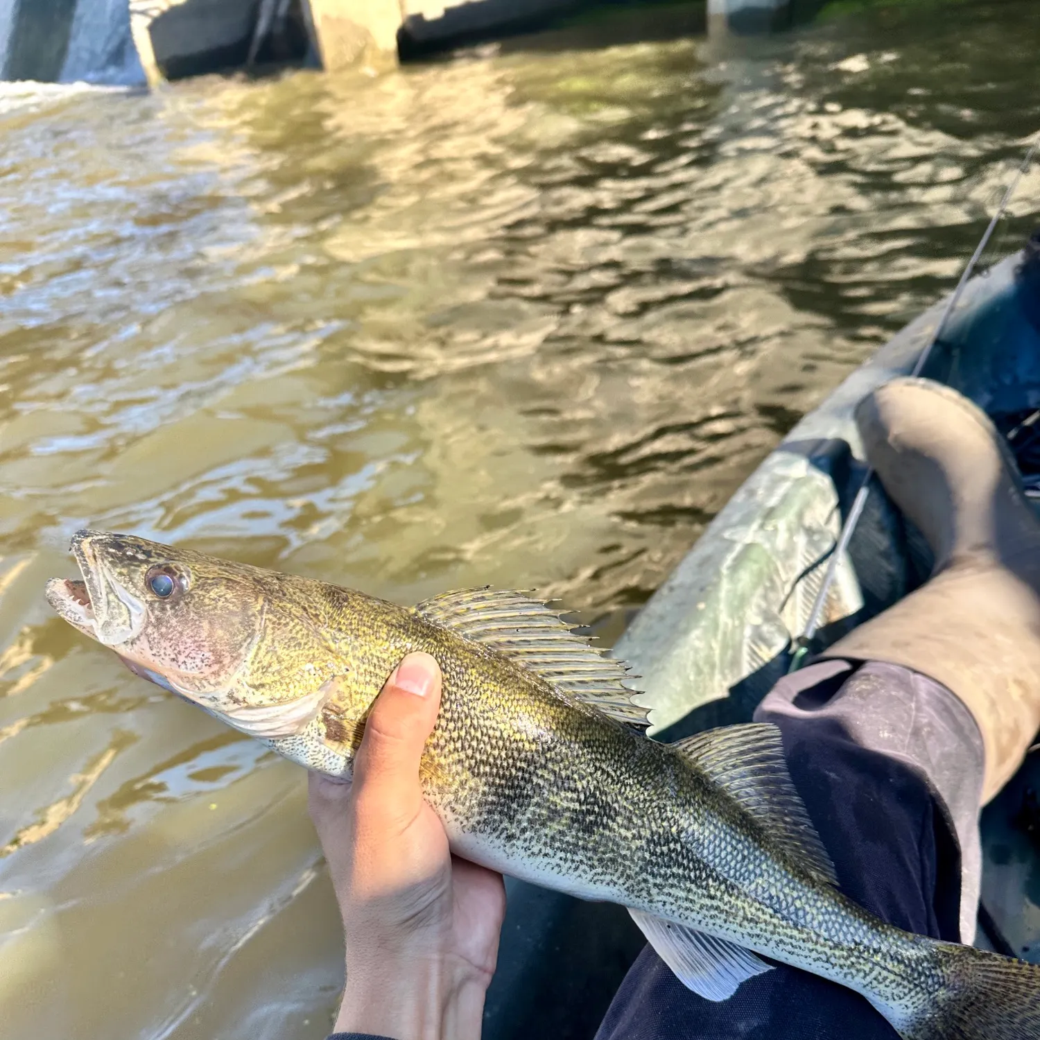 Sauger caught on Fishbrain