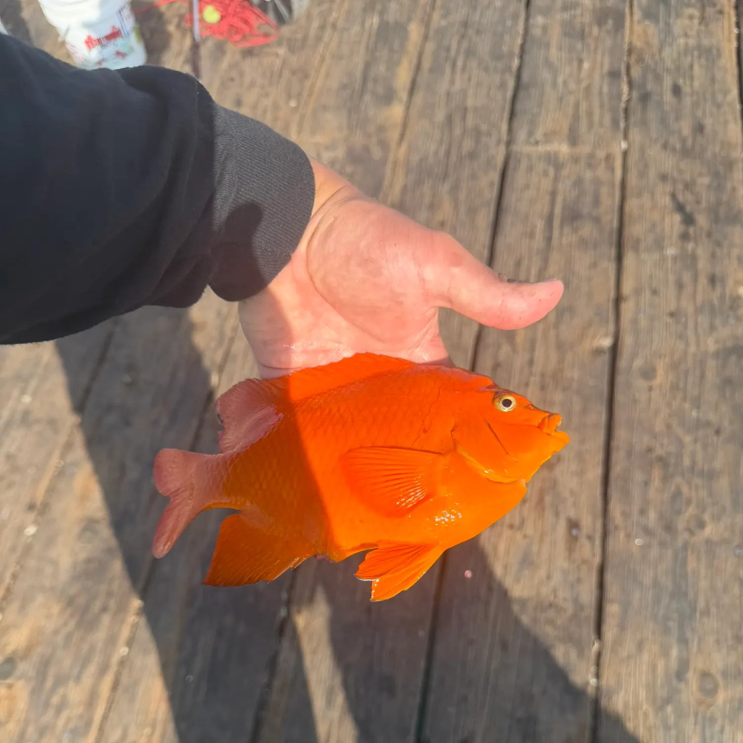 The most recent Garibaldi damselfish catches on Fishbrain