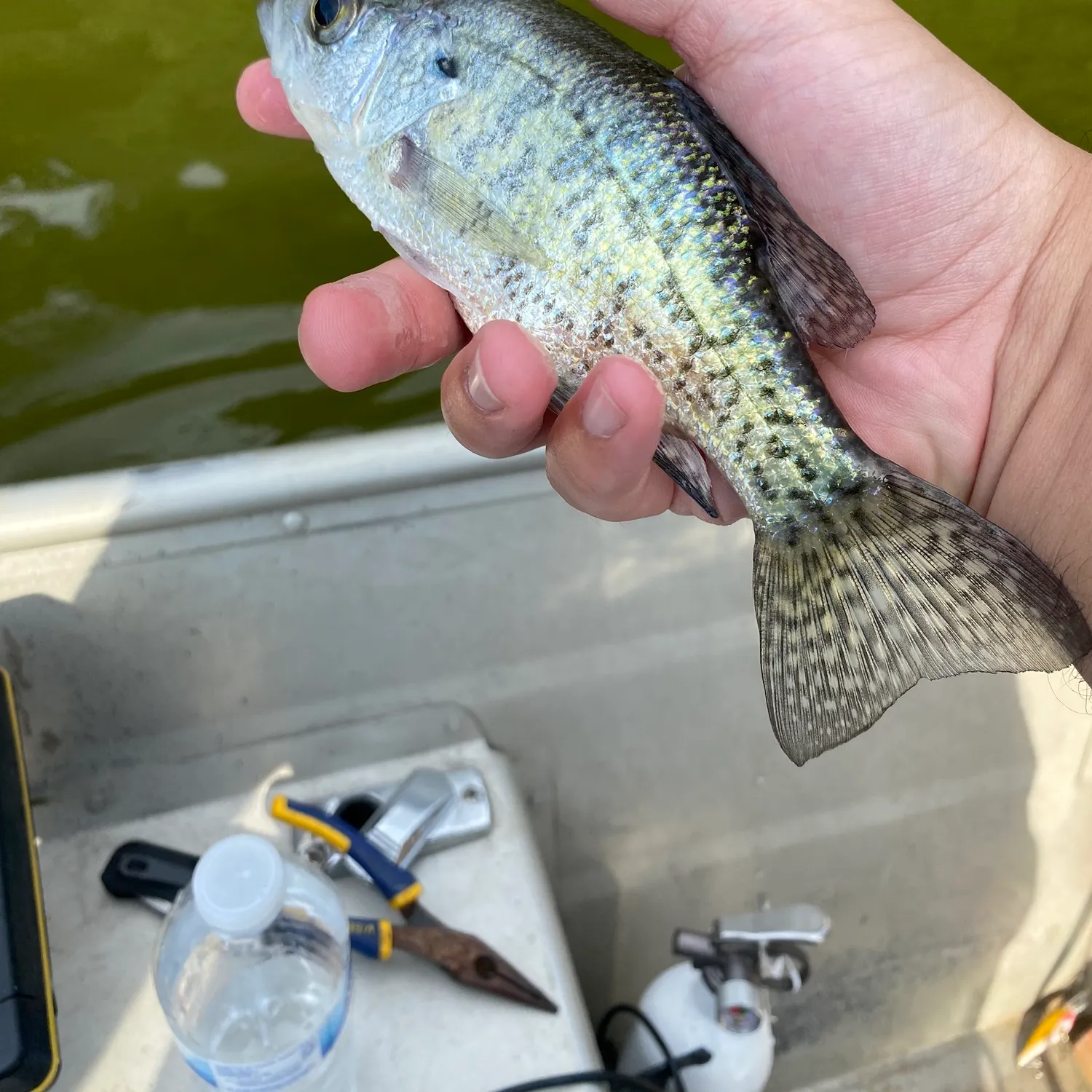 White crappie caught on Fishbrain