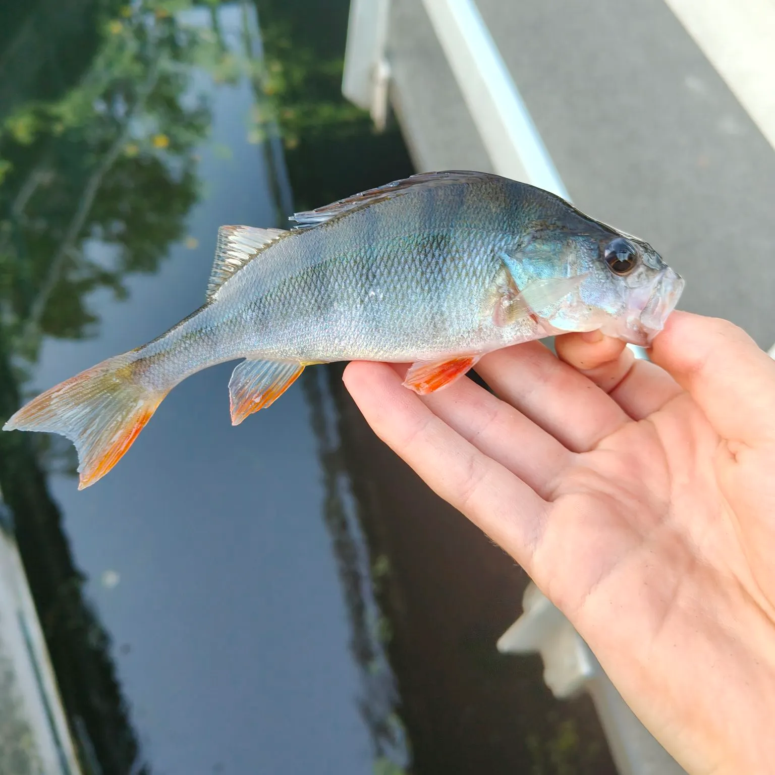 European perch caught on Fishbrain