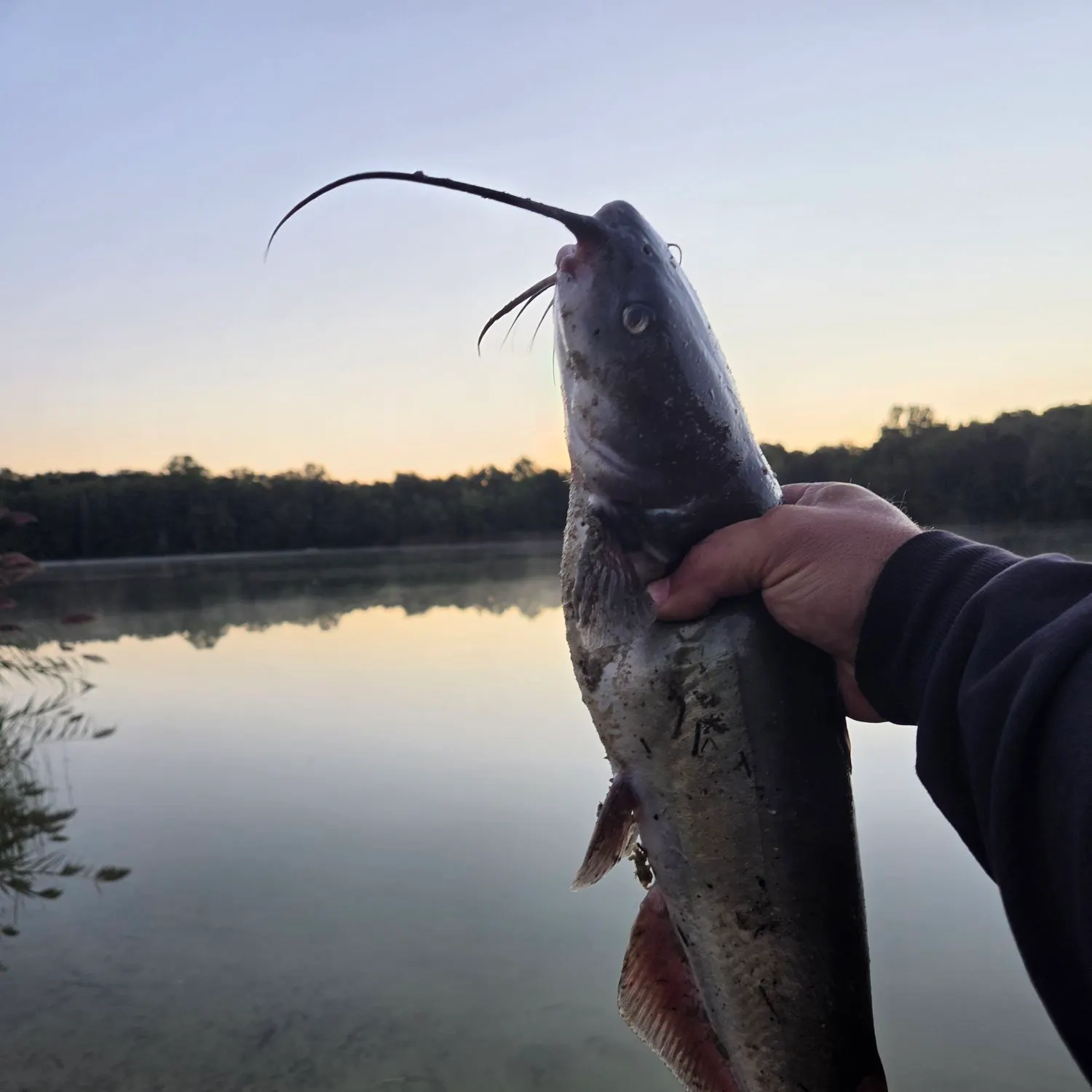 Channel catfish caught on Fishbrain