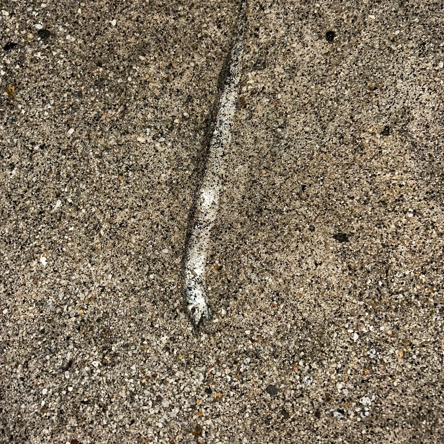The most recent Slender ribbonfish catches on Fishbrain