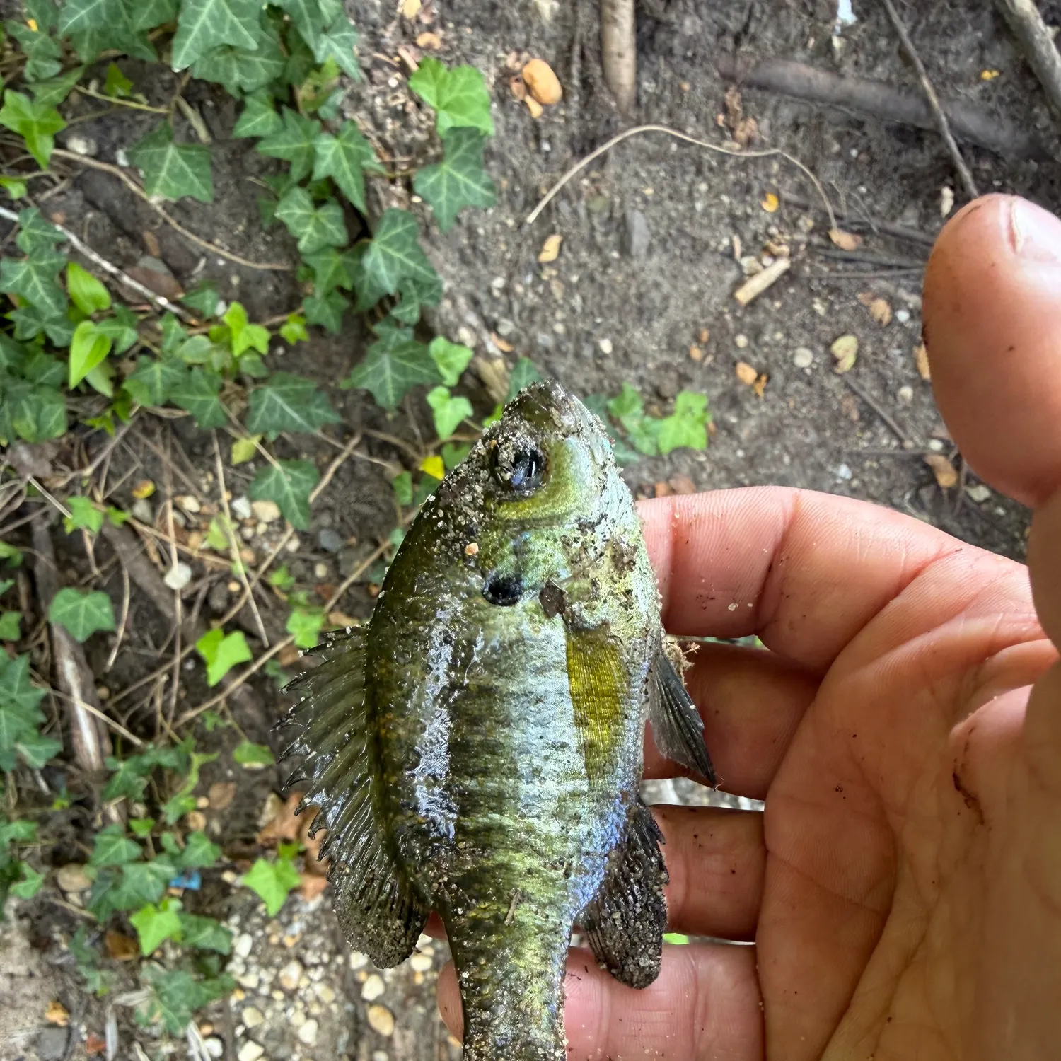 Bluegill caught on Fishbrain