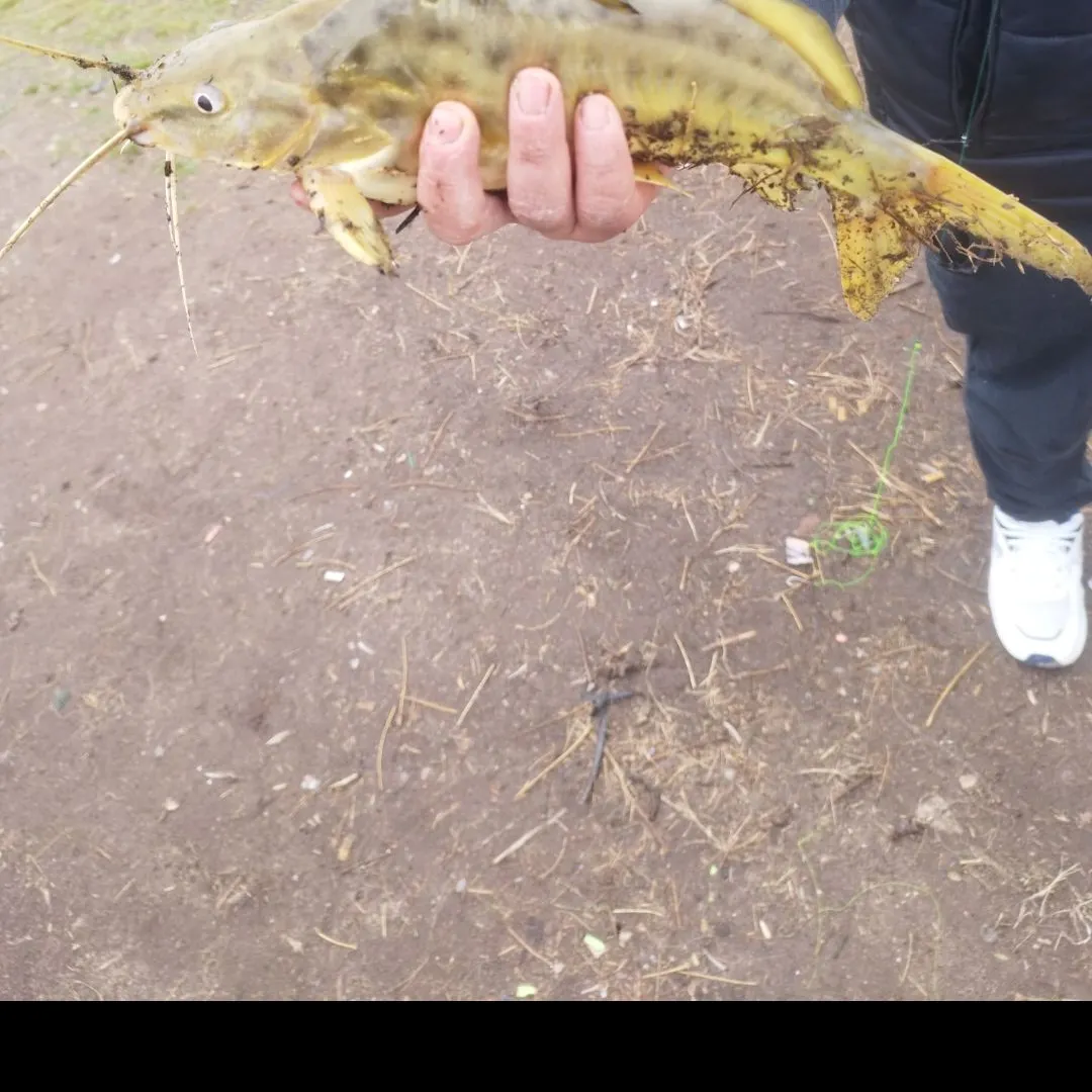 The most recent Spotted pimelodus catches on Fishbrain