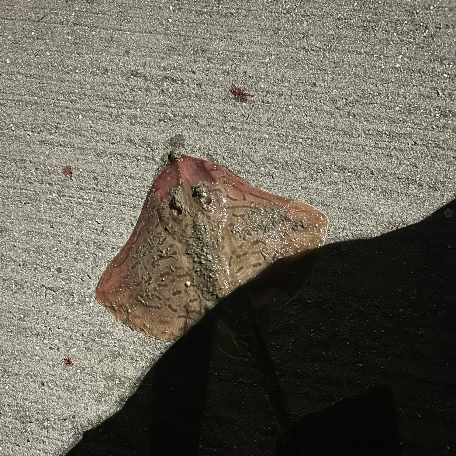 Clearnose skate caught on Fishbrain