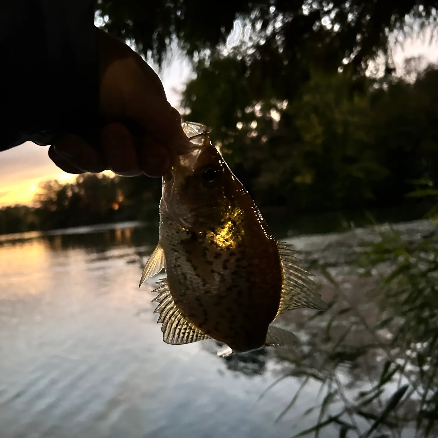Black crappie caught on Fishbrain