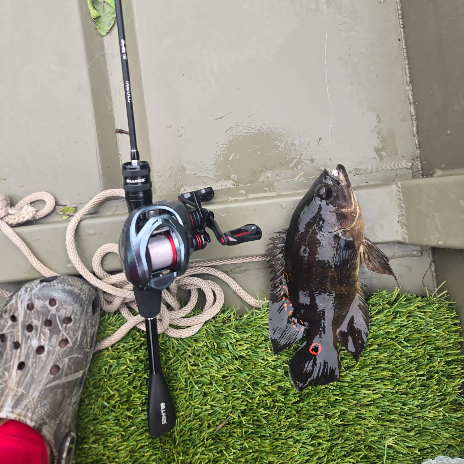 The most recent Oscar catches on Fishbrain