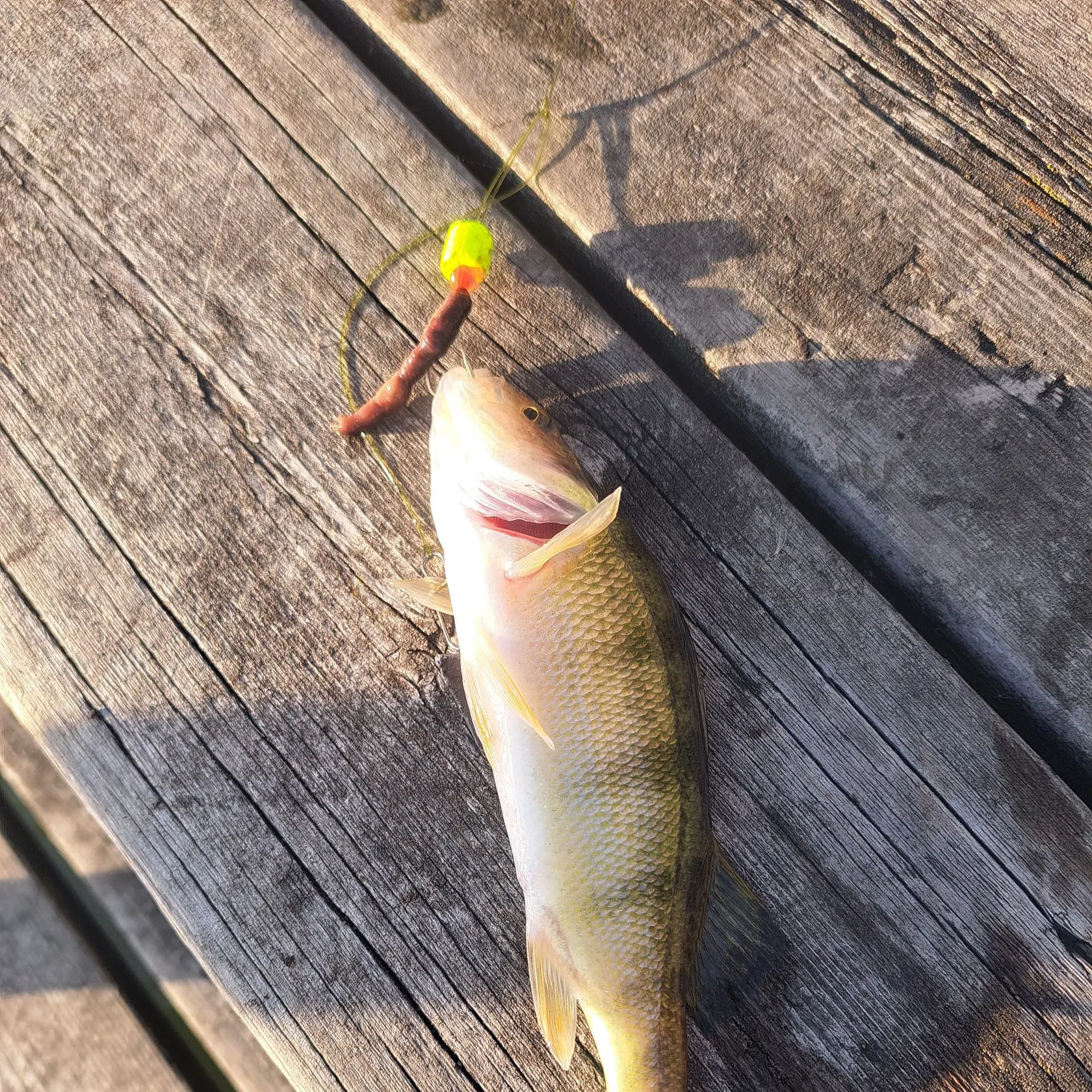Yellow perch caught on Fishbrain