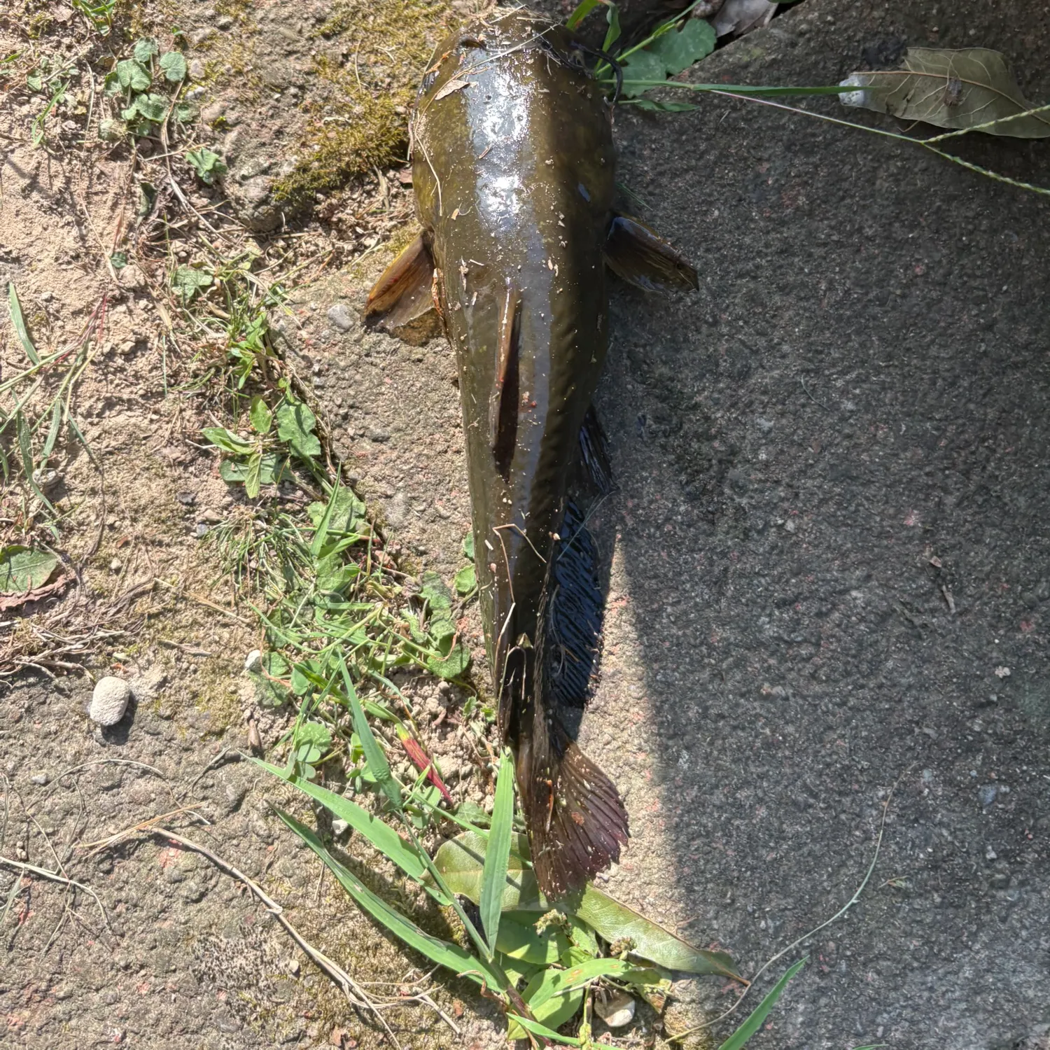 Fish caught on Fishbrain