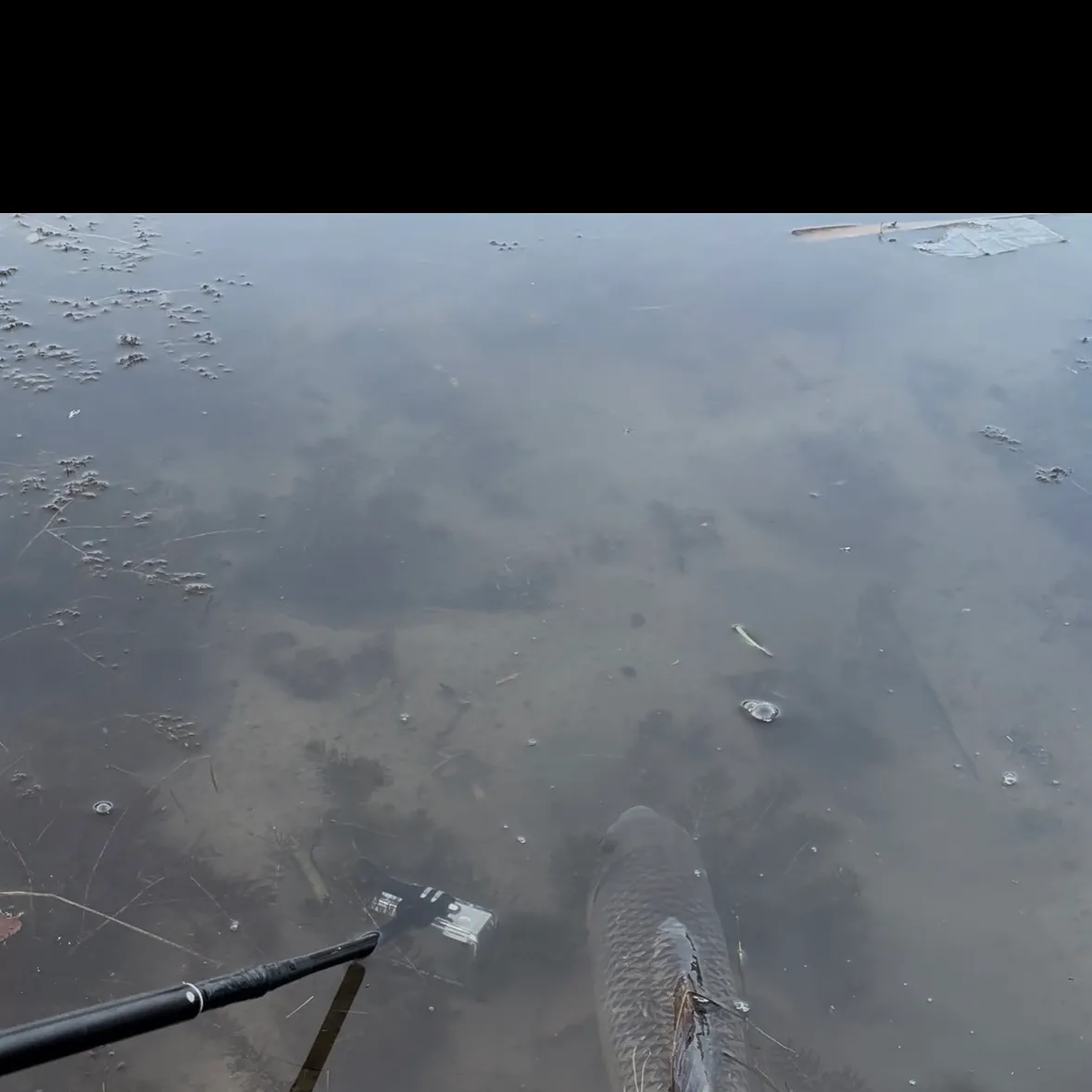 Greater redhorse caught on Fishbrain