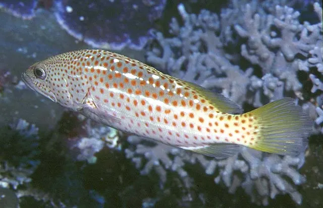 Slender grouper