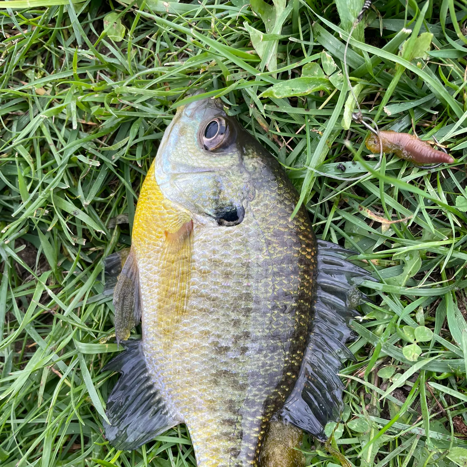 Bluegill caught on Fishbrain