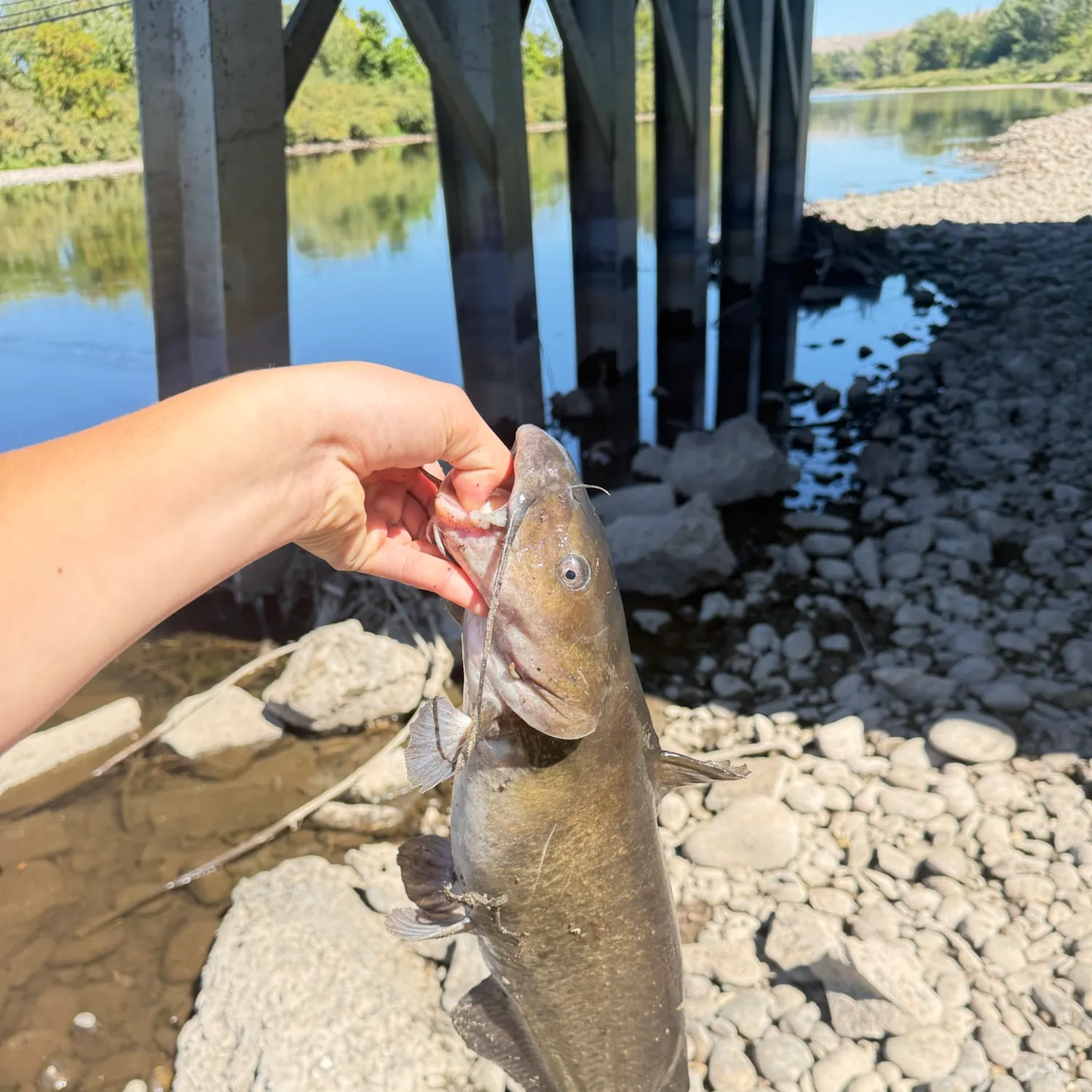 Channel catfish caught on Fishbrain