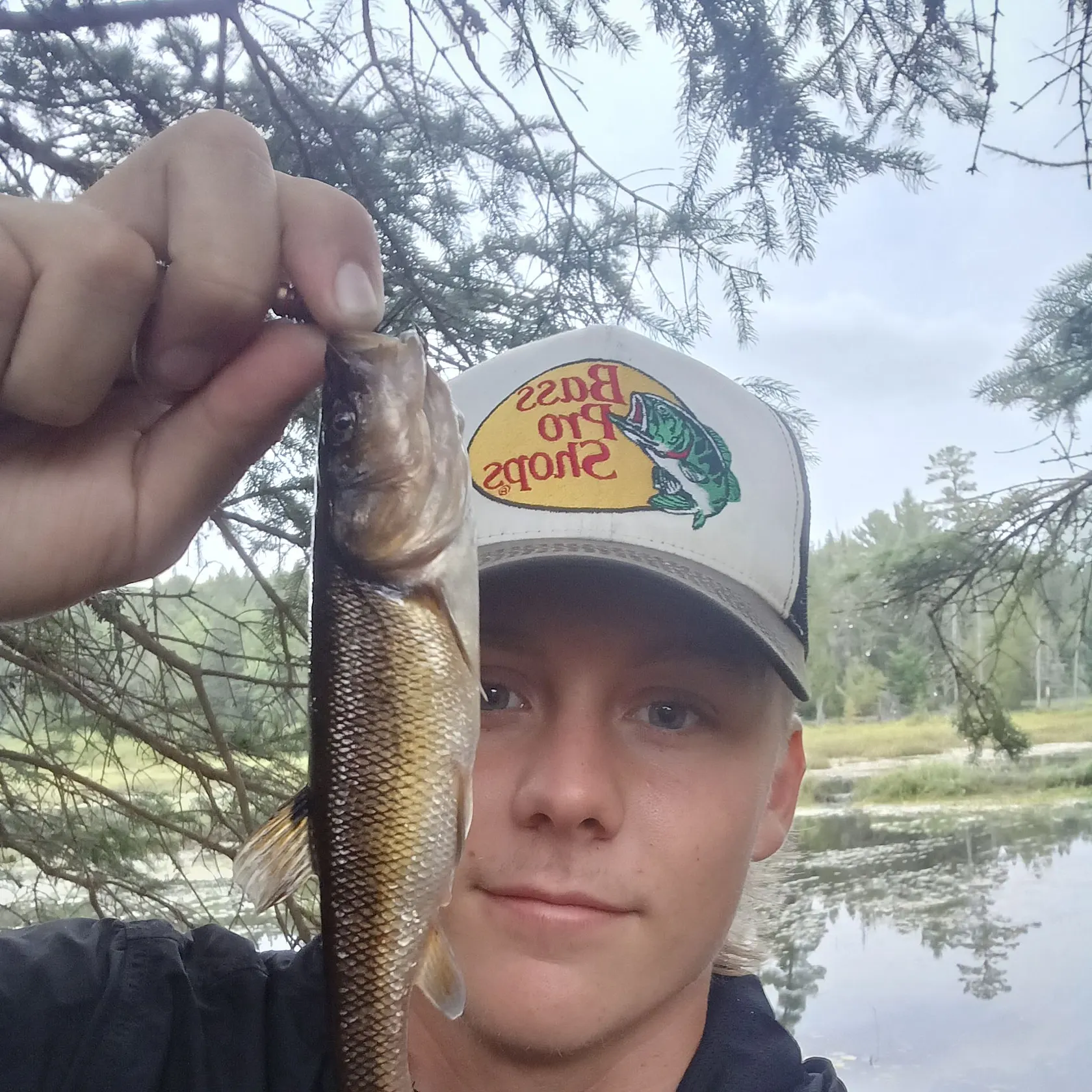 The most recent Allegheny pearl dace catches on Fishbrain