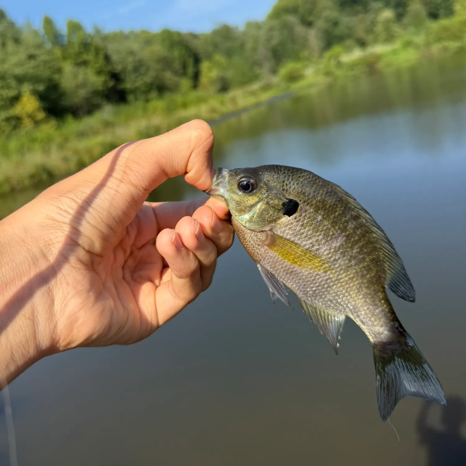 Bluegill caught on Fishbrain