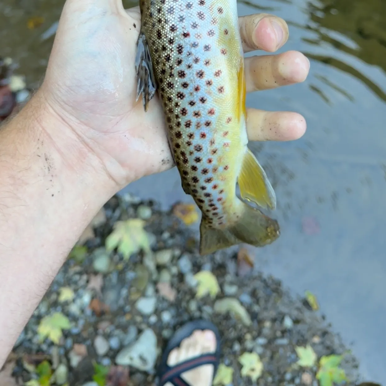 Brown trout caught on Fishbrain