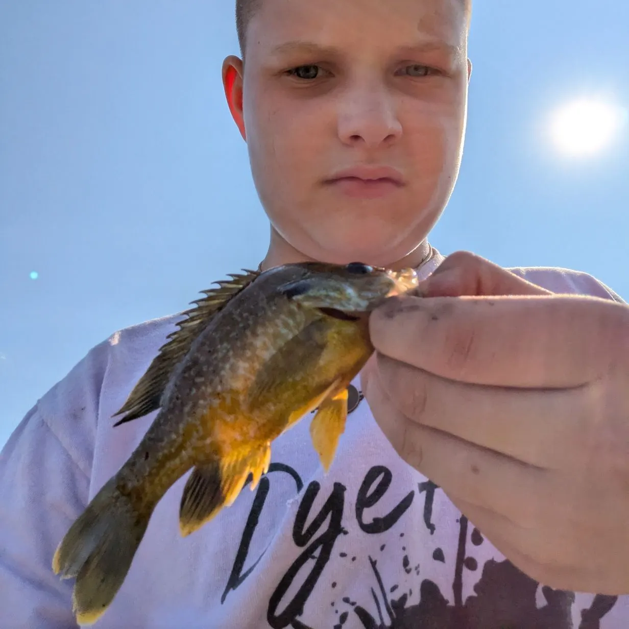 The most recent Warmouth x green sunfish catches on Fishbrain