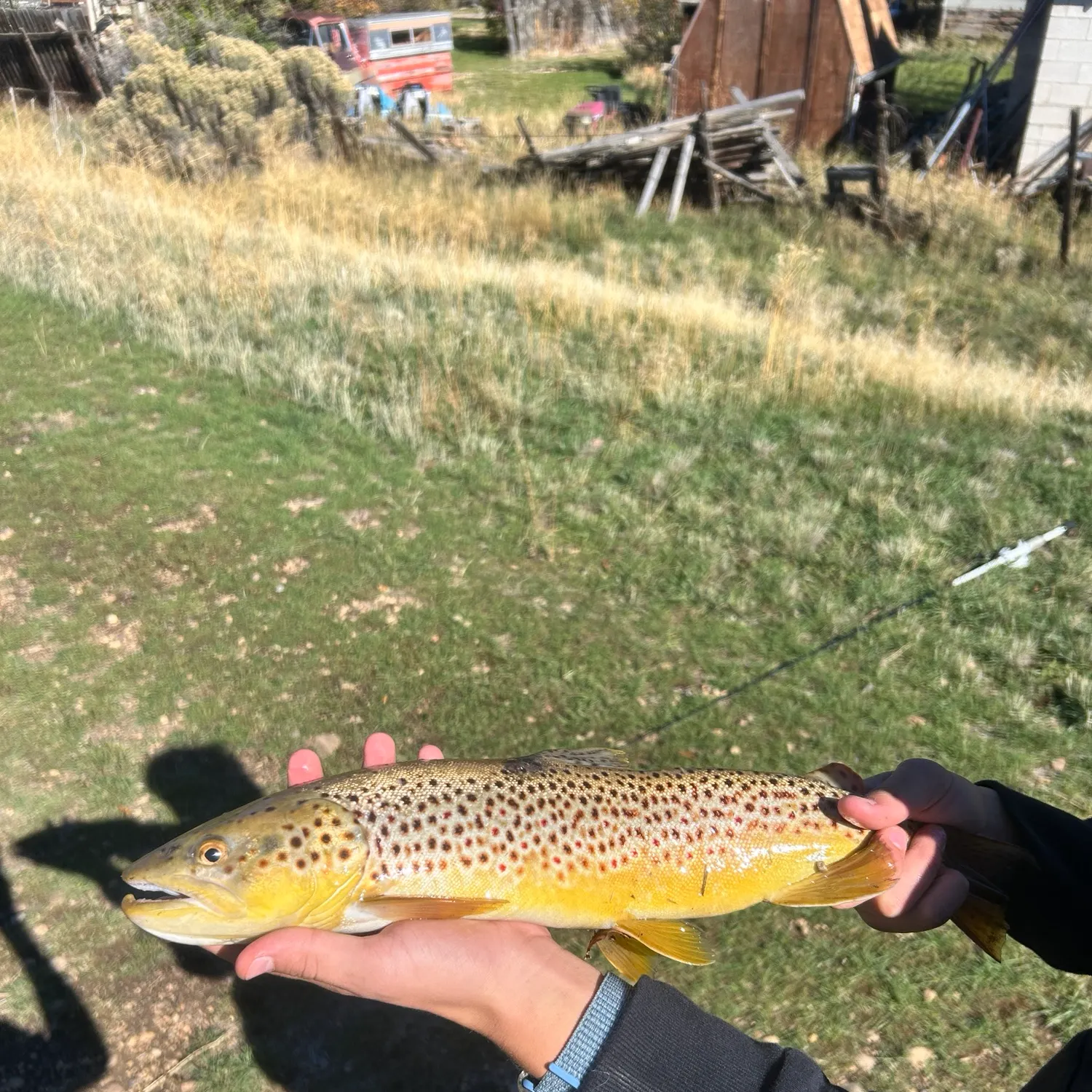 Brown trout caught on Fishbrain