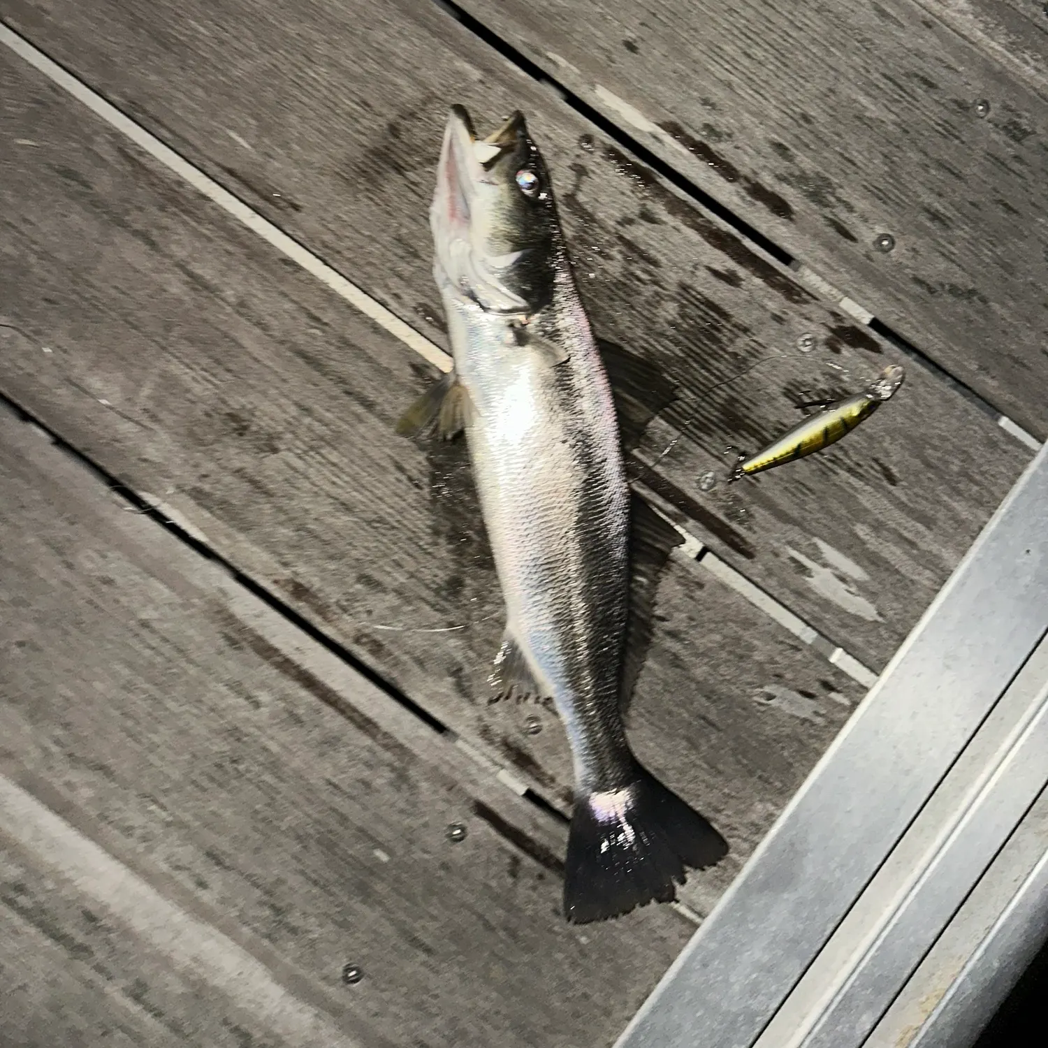 The most recent California corbina catches on Fishbrain