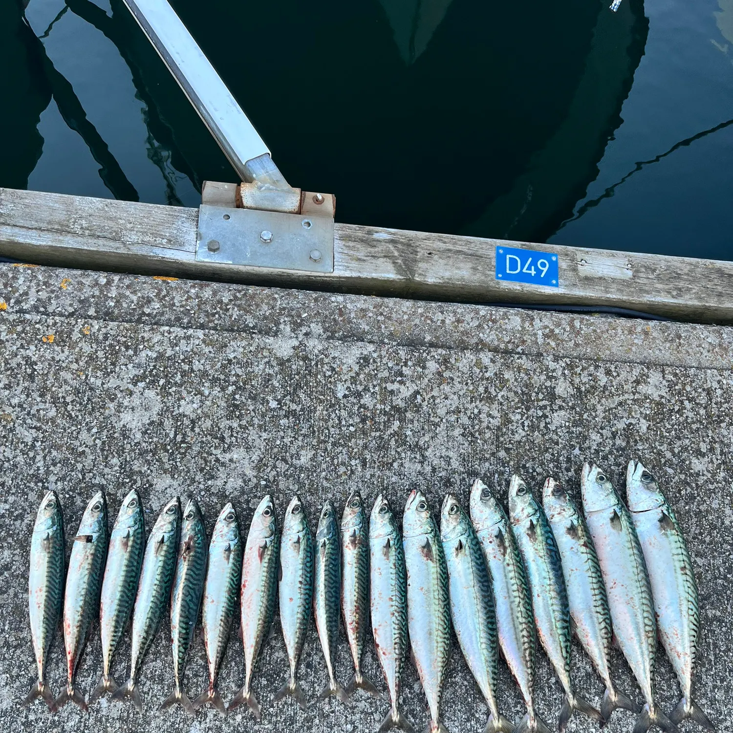 Atlantic mackerel caught on Fishbrain