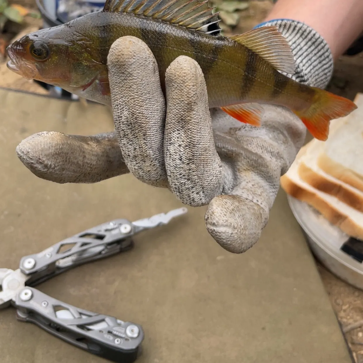 European perch caught on Fishbrain