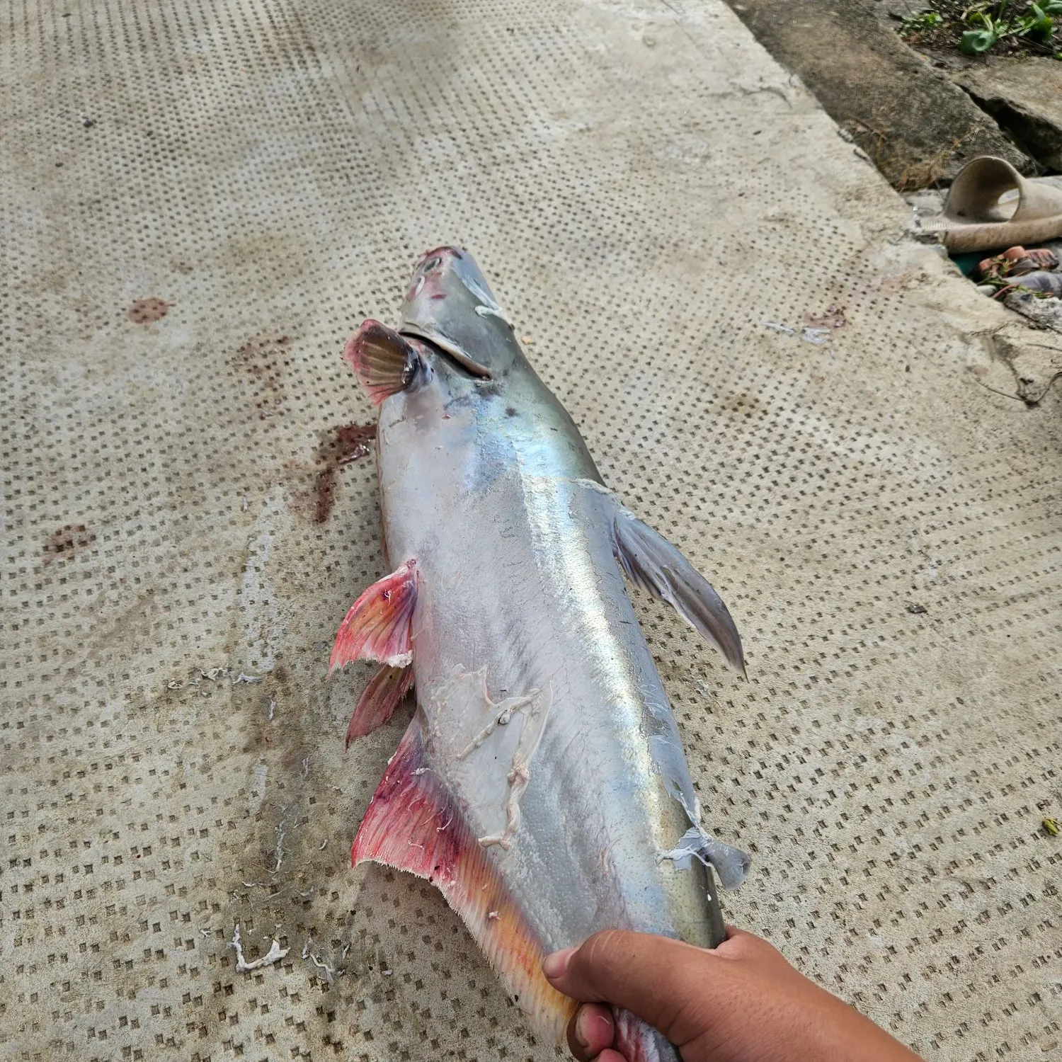 Mekong giant catfish caught on Fishbrain