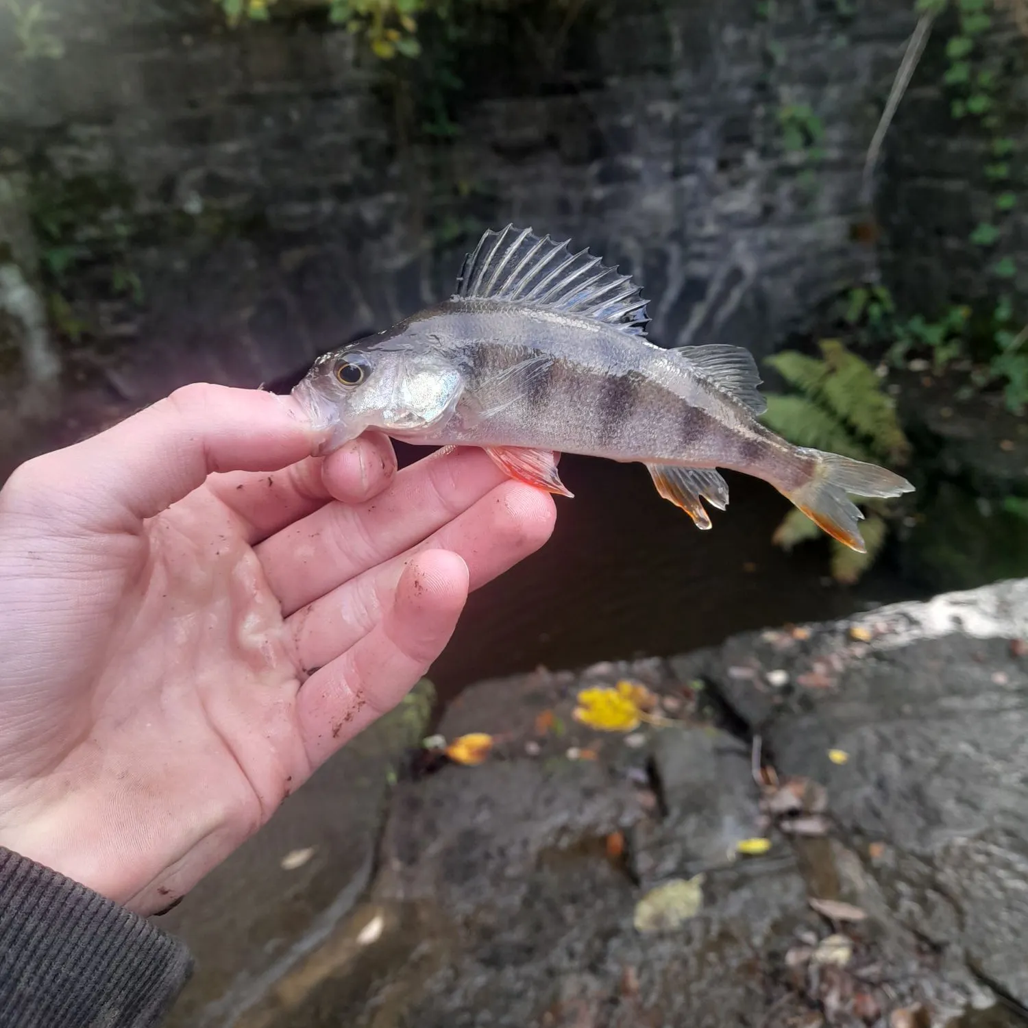 European perch caught on Fishbrain