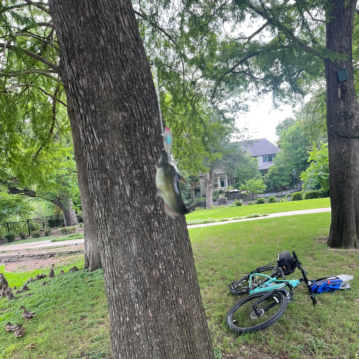 The most recent Black bullhead catches on Fishbrain