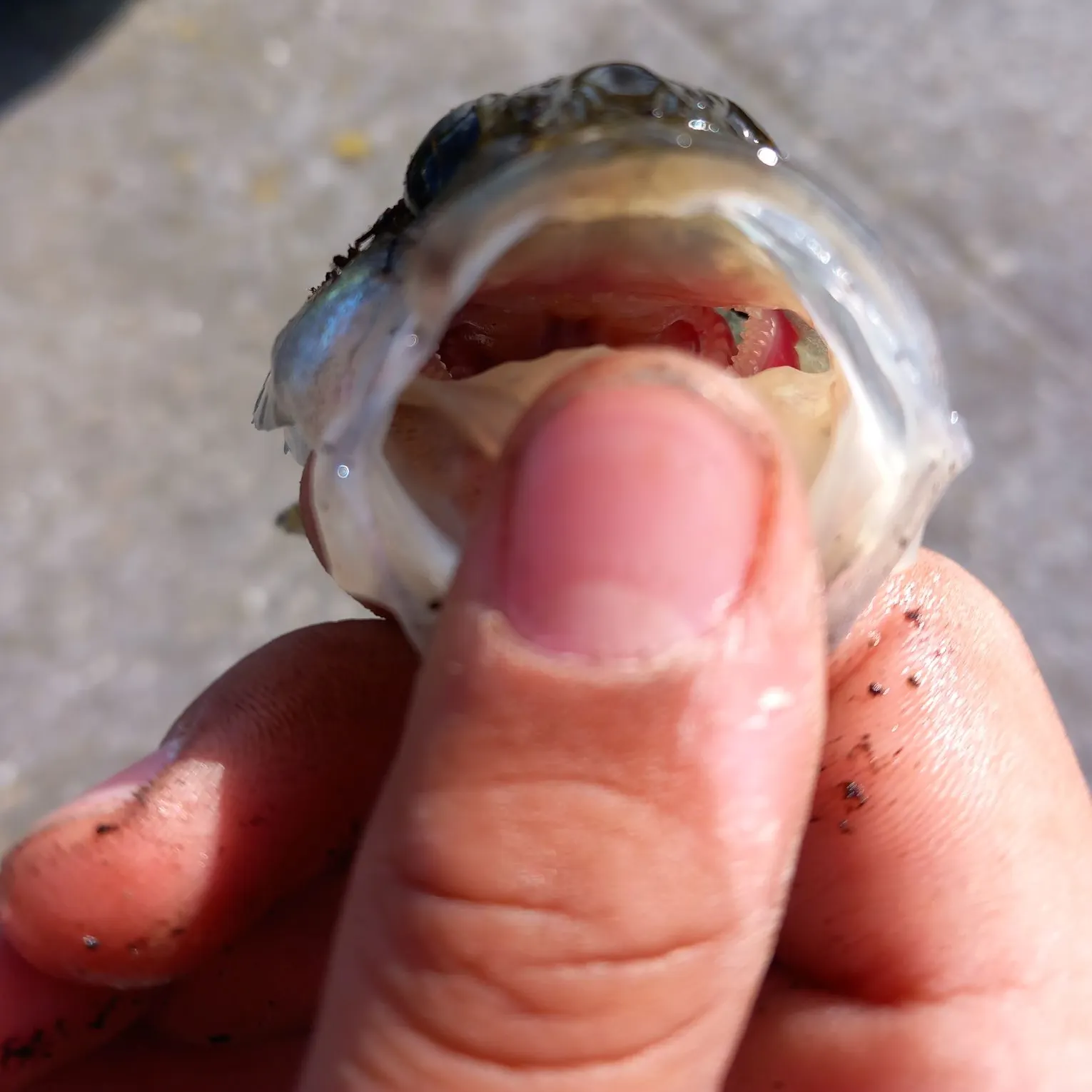 European perch caught on Fishbrain