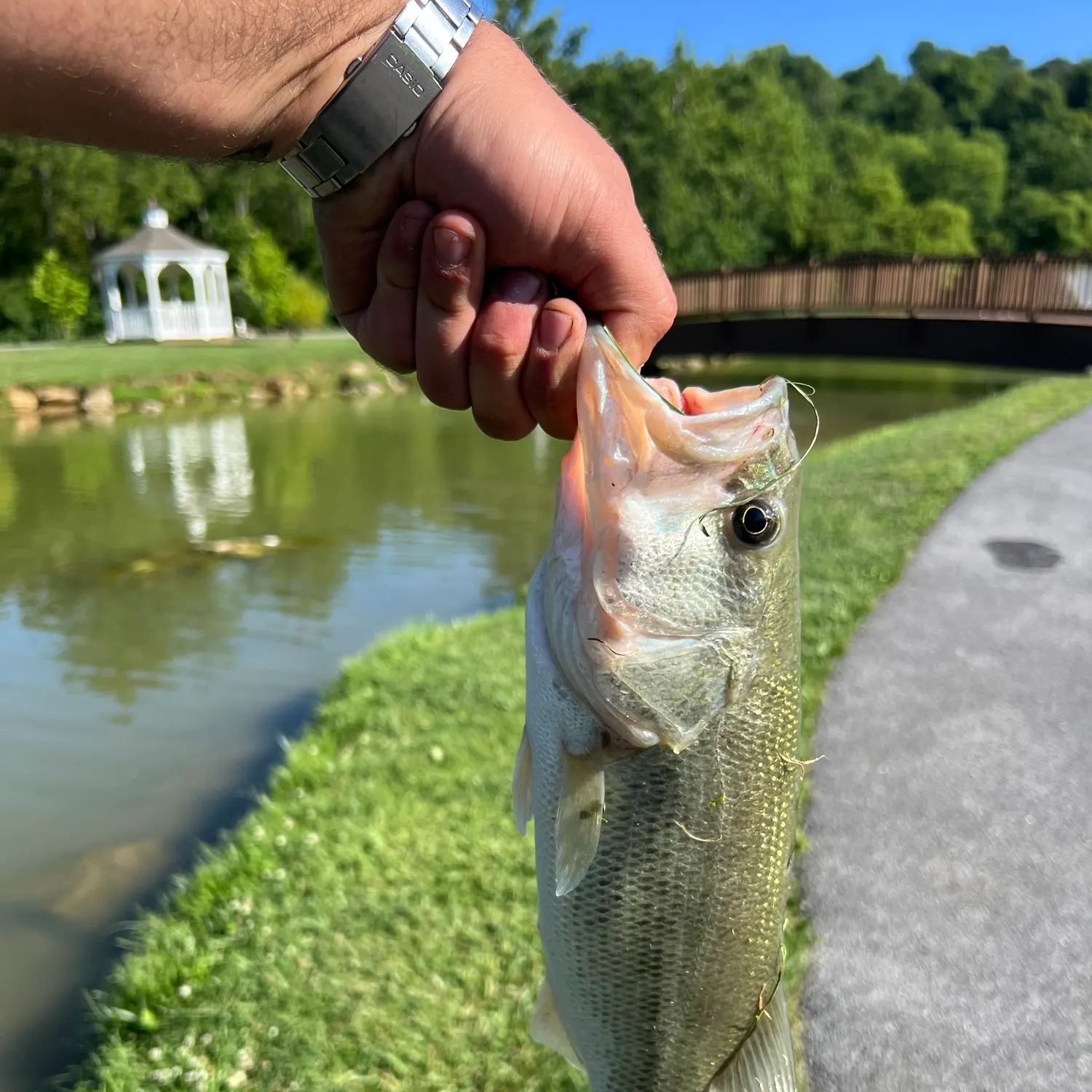 catch
