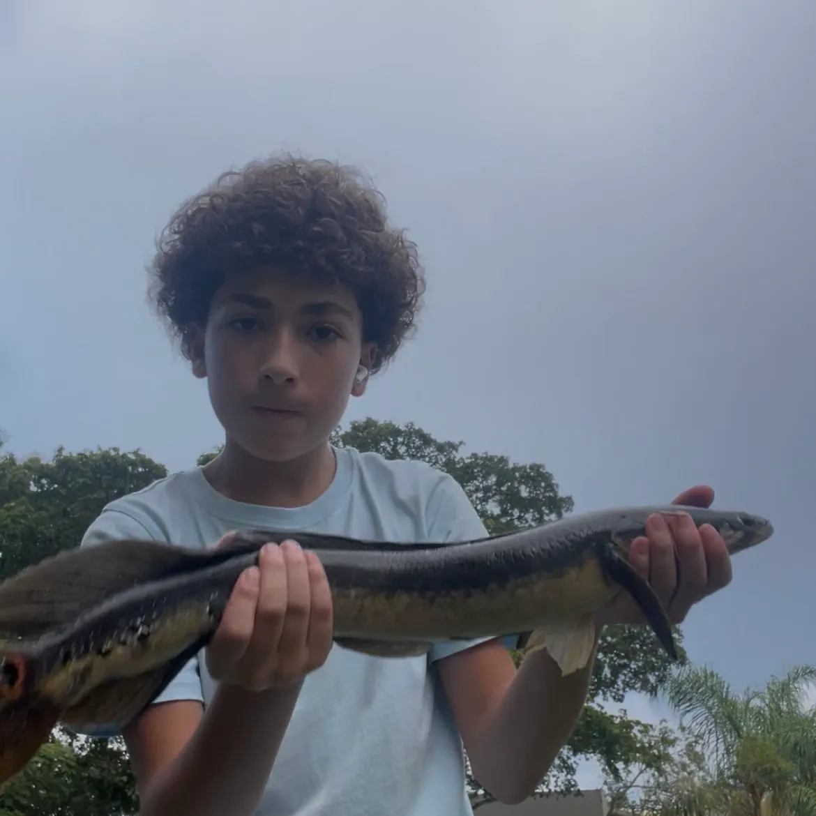 The most recent Bullseye snakehead catches on Fishbrain