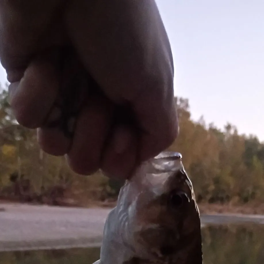 Rock bass caught on Fishbrain