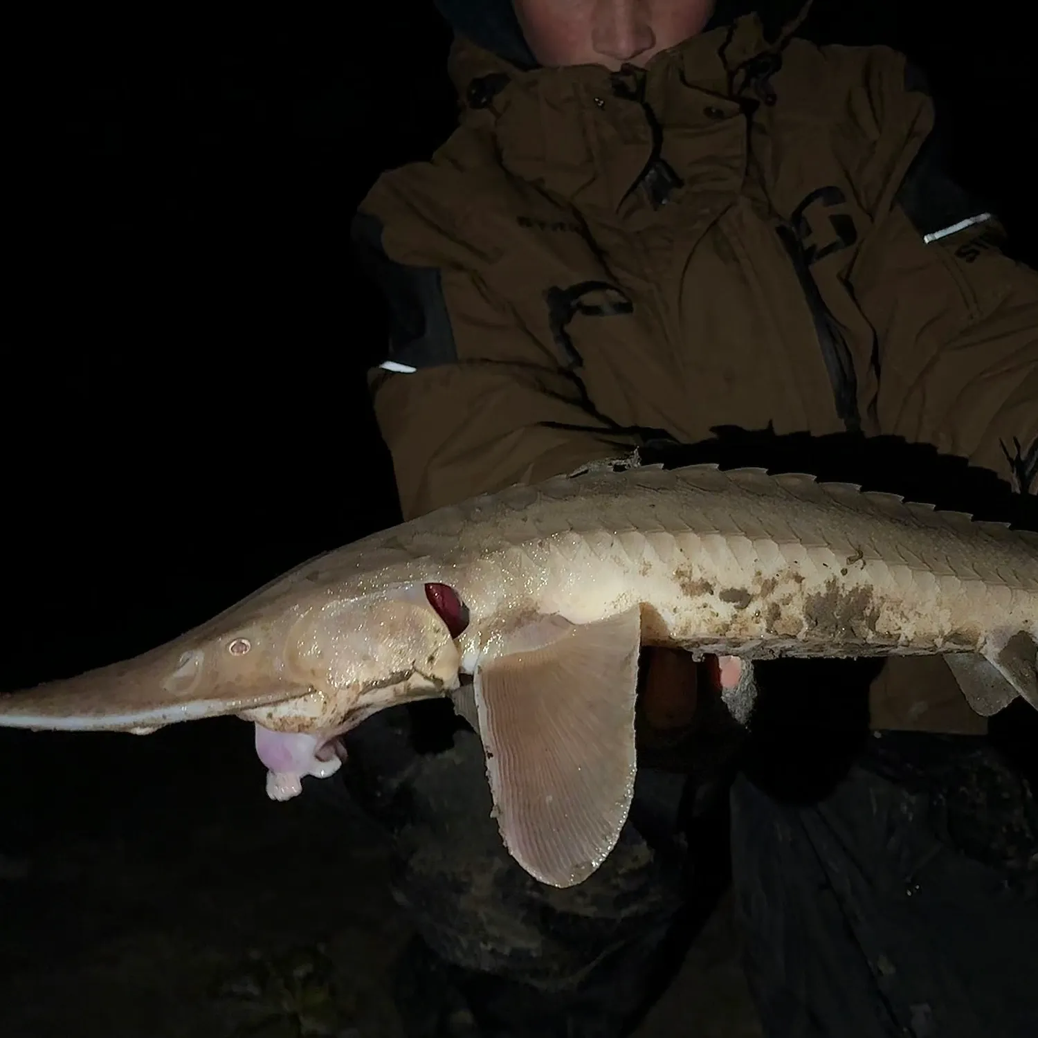 Shovelnose sturgeon caught on Fishbrain