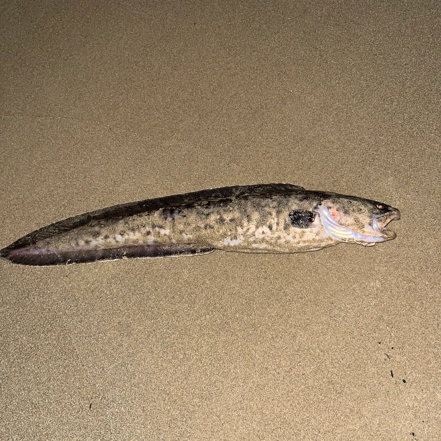 Fish caught on Fishbrain