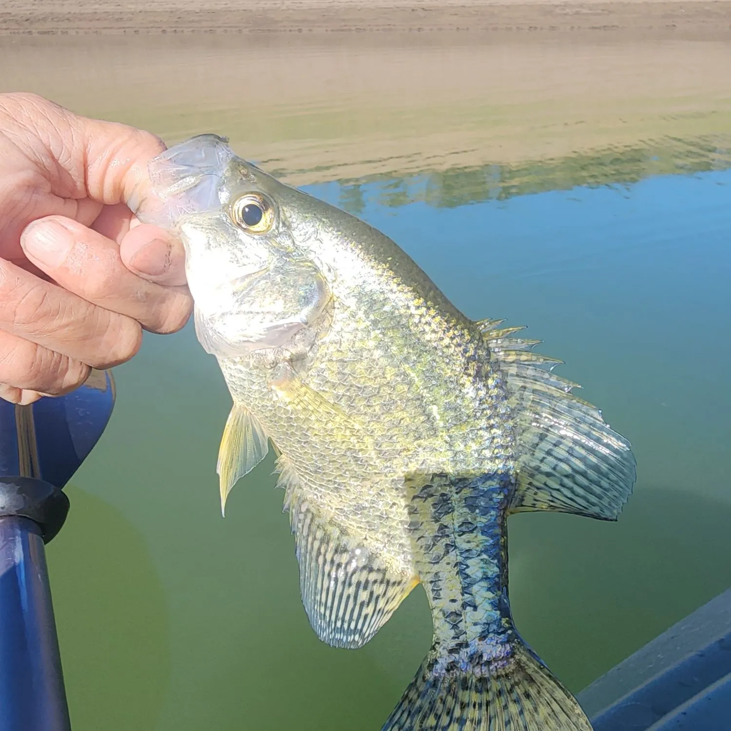 Black crappie caught on Fishbrain